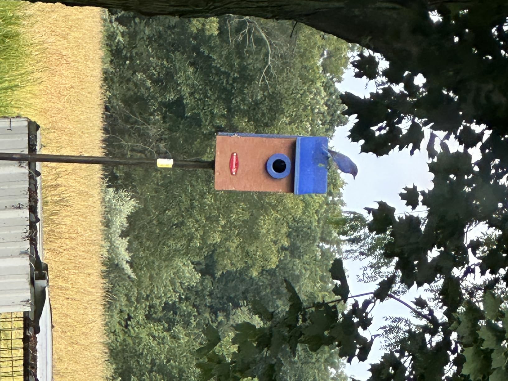 Kingyard Bluebird House for Outside, Recycled Poly Lumber Nesting Box, Blue | Bird House with Predator Guard, 1.5-Inch Entrance Hole for Eastern Bluebirds customer photo 1