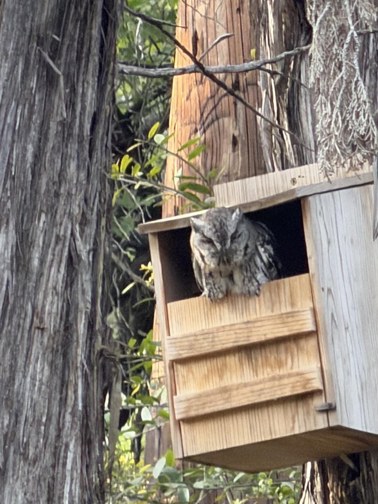 Barn Owl Nesting Box - Large, Cedar, Preassembled, Easy-Hang | Traditional Cedar Wood Owl Box with front-access door for easy cleaning, attracts screech owls and backyard birds. customer photo 1