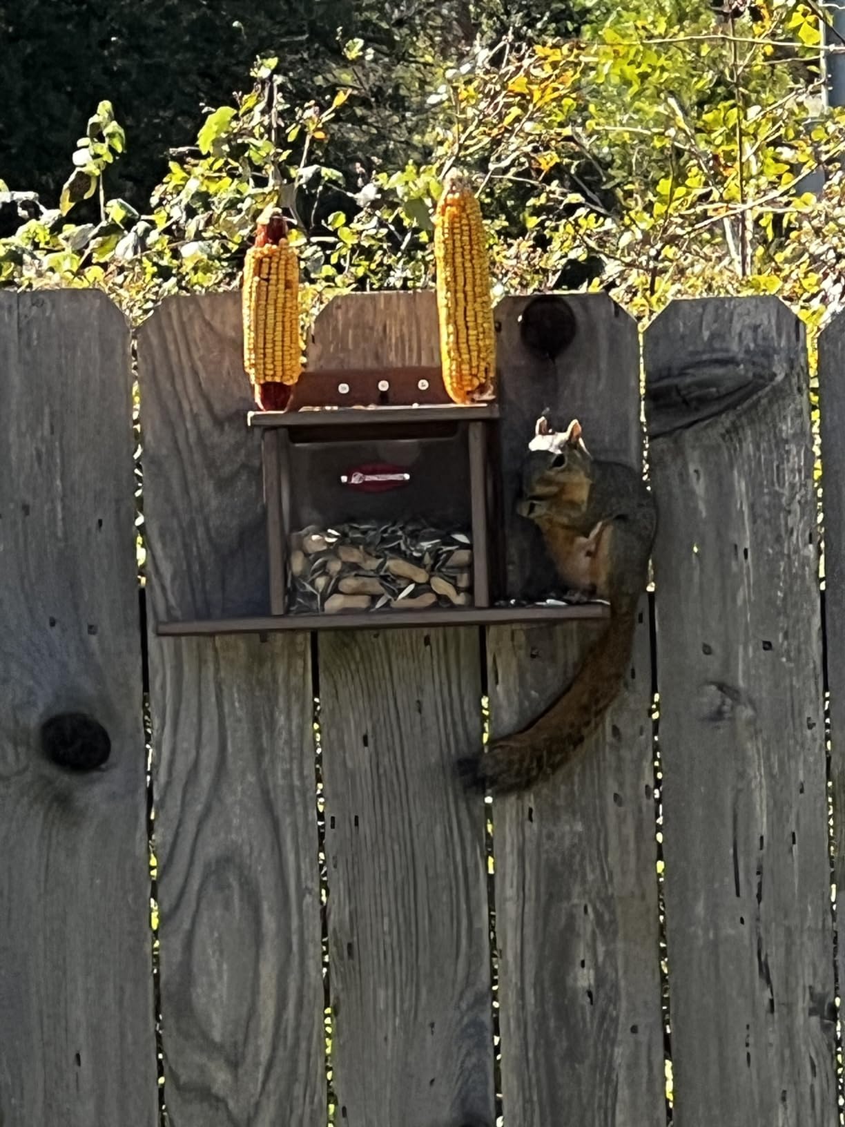 Kingsyard Squirrel Feeder Box for Outside, Recycled Plastic Squirrel Feeder Box with Corn Cob Holders, Easy to Refill & Clean, Weather-Proof (Brown) customer photo 2