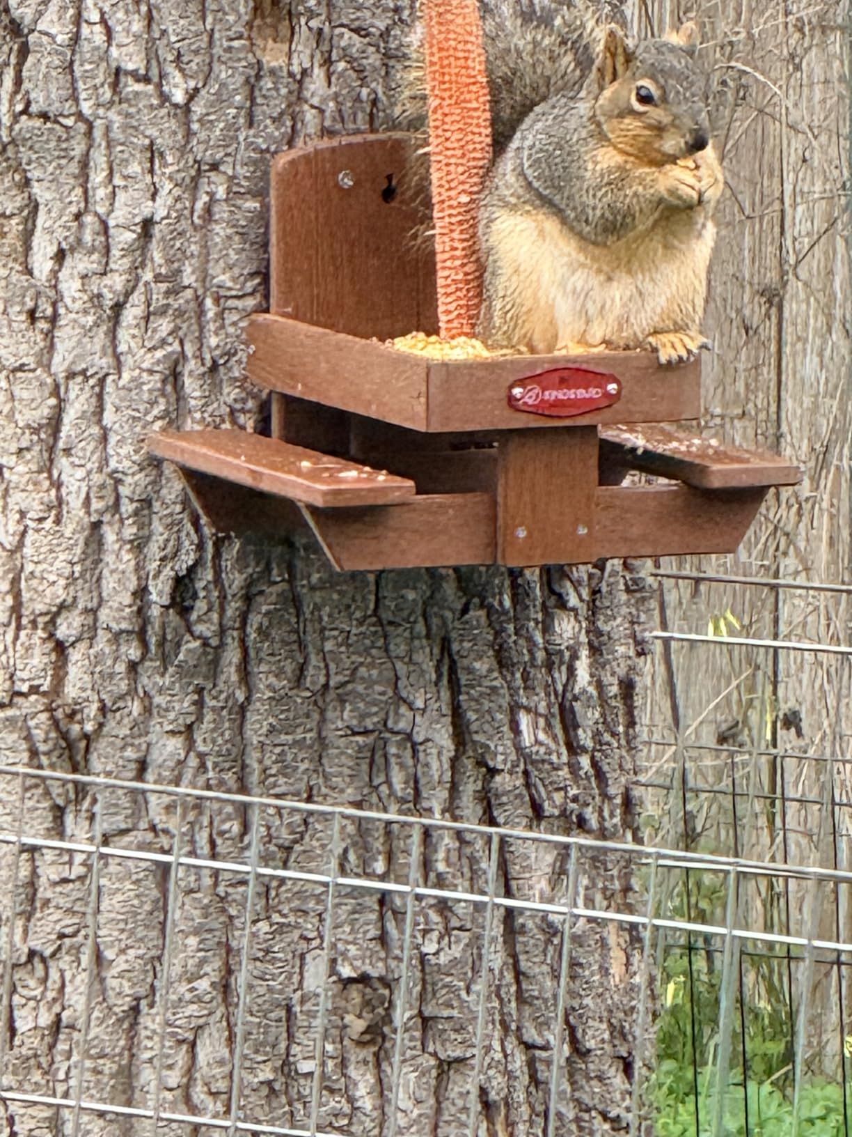 Kingsyard Squirrel Feeder Table for Outside, Recycled Plastic Squirrel & Chipmunk Picnic Table Feeder with Corn Cob Holder, 2 x Solid Structure Benches, Easy to Clean (Brown) customer photo 1