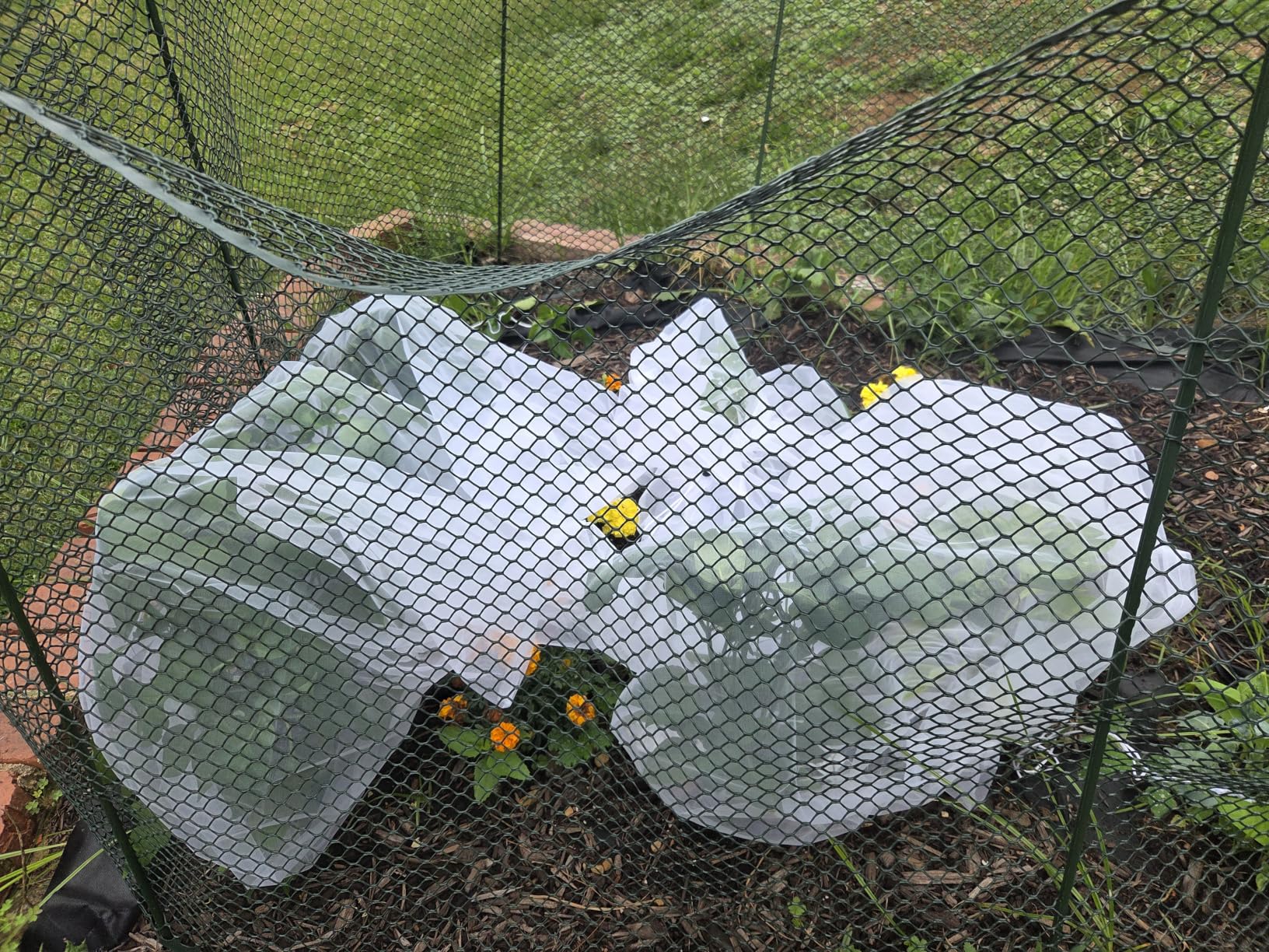 Bird Netting for Garden Protection - 4 Pack Garden Netting Pest Barrier with Drawstring, 3.3Ft x 2.7Ft Mosquito Net Tomato Protective Cover Garden Plant Netting for Cicadas Vegetables Blueberry Bushes customer photo 2