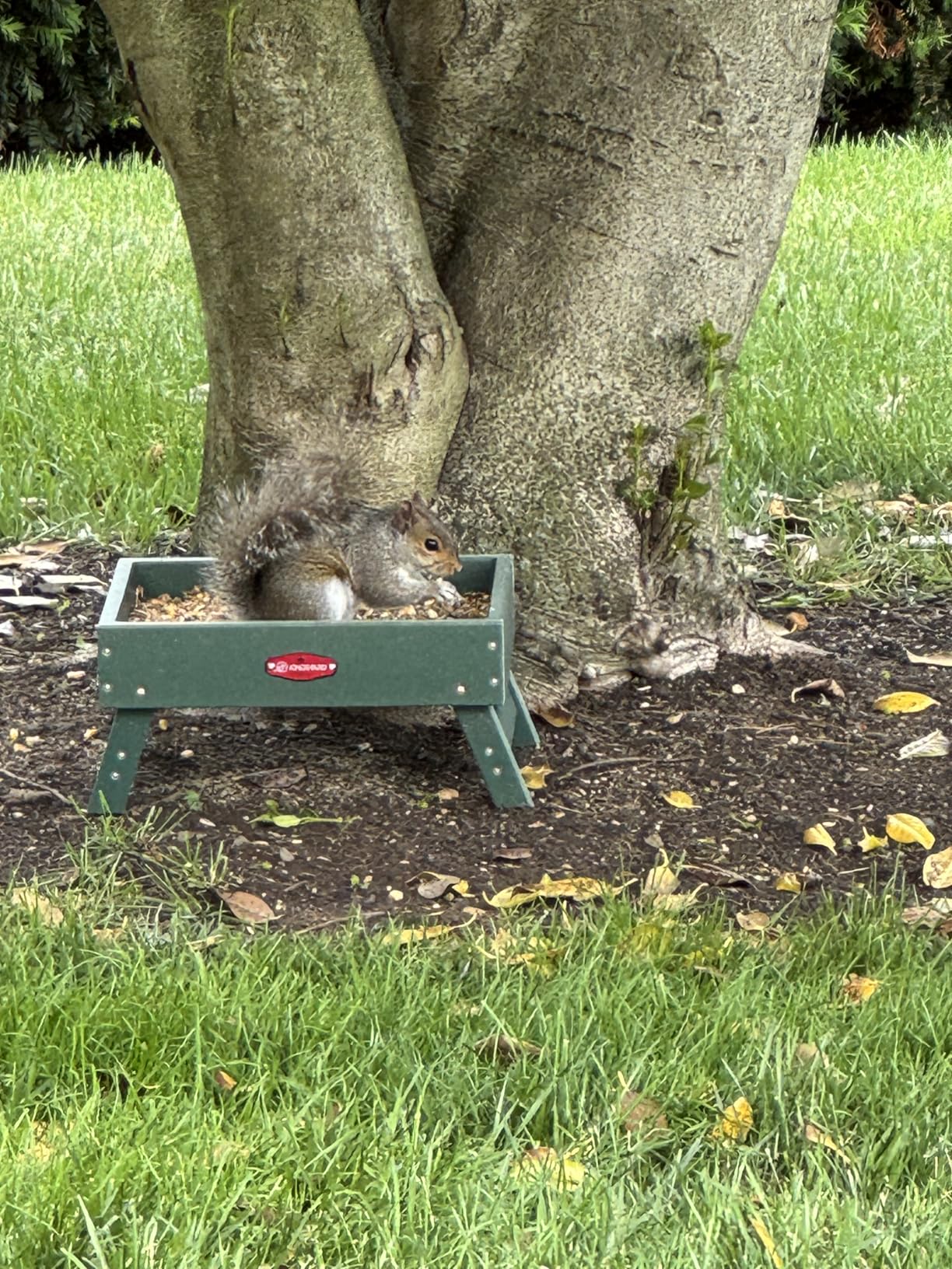 Kingsyard Ground Bird Feeder for Outdoors - Recycled Plastic Platform Feeder for Wild Birds, Squirrels, Chicken, 5 LBS Large Capacity, Green customer photo 1
