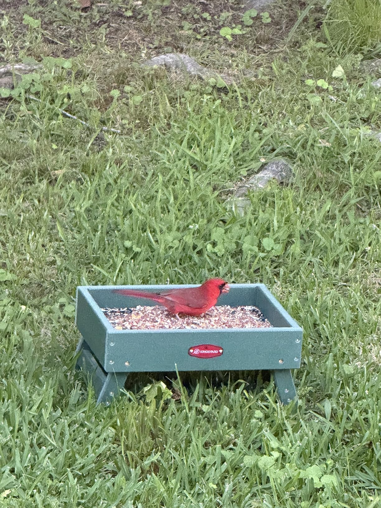 Kingsyard Ground Bird Feeder for Outdoors - Recycled Plastic Platform Feeder for Wild Birds, Squirrels, Chicken, 5 LBS Large Capacity, Green customer photo 2