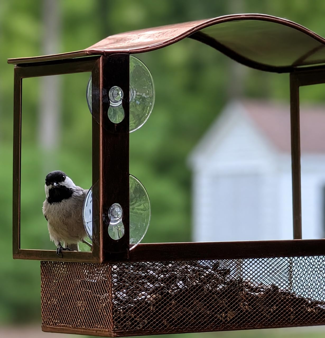 Lilyang Window Bird Feeder with Strong Suction Cups | Easy Refill Tray with 1.7 Lb Capacity, Sturdy Rust-Proof Metal, Hand-Painted Vintage Texture, Outdoor Wild Bird Watching Gift customer photo 1