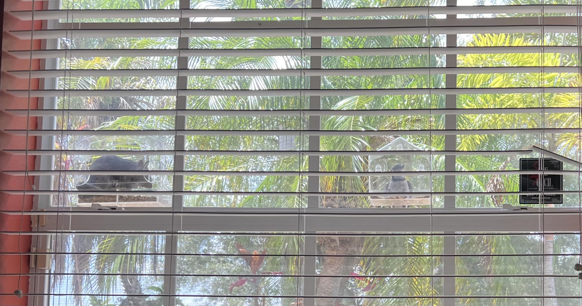 Clear Acrylic Window Bird Feeder for Outside with 4 Strong Suction Cups and Detachable Seed Tray, Highly Transparent Outdoor Viewing Birdfeeder, Wild Bird House Box customer photo 1