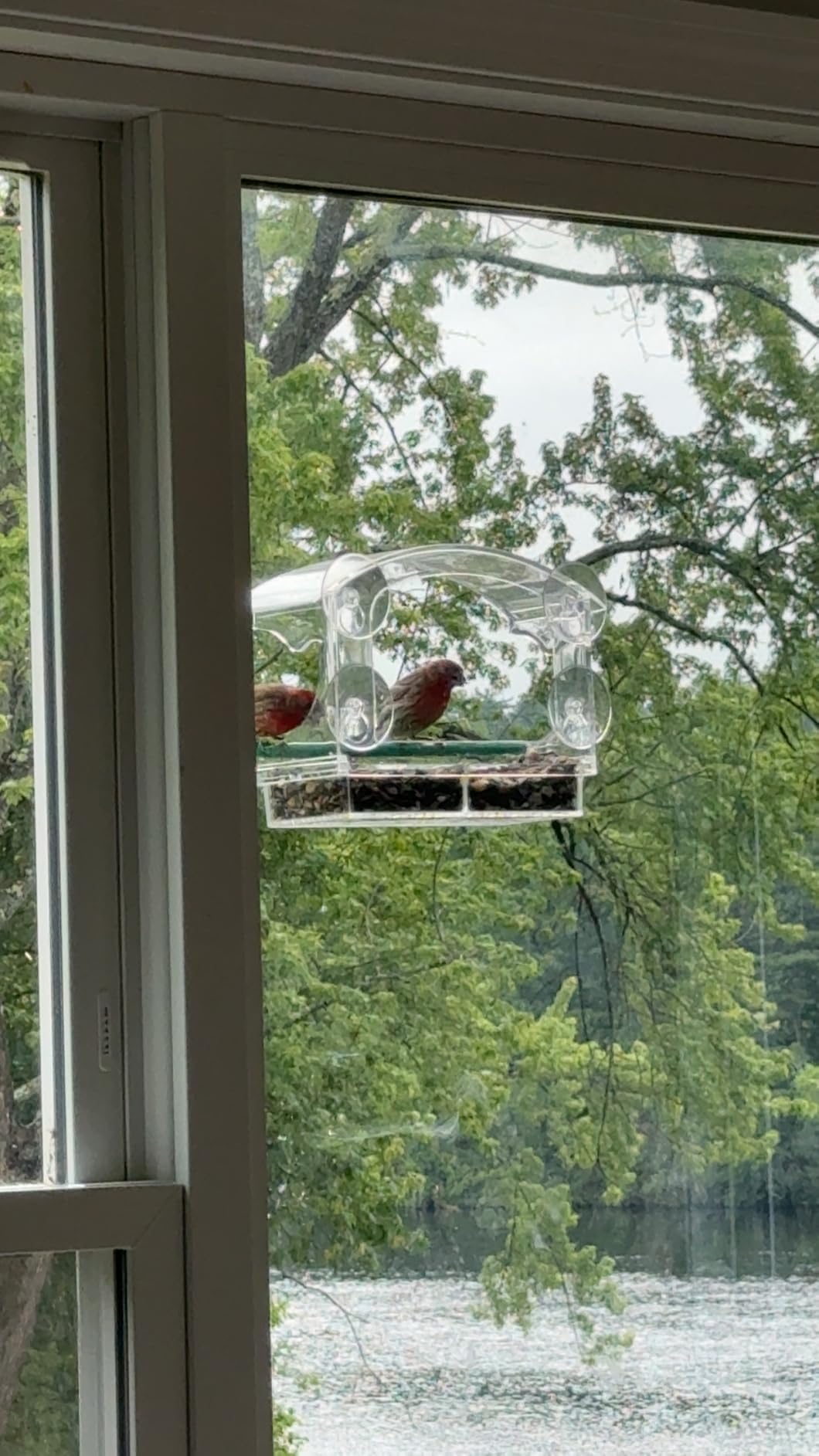 Clear Acrylic Window Bird Feeder for Outside with 4 Strong Suction Cups and Detachable Seed Tray, Highly Transparent Outdoor Viewing Birdfeeder, Wild Bird House Box customer photo 2