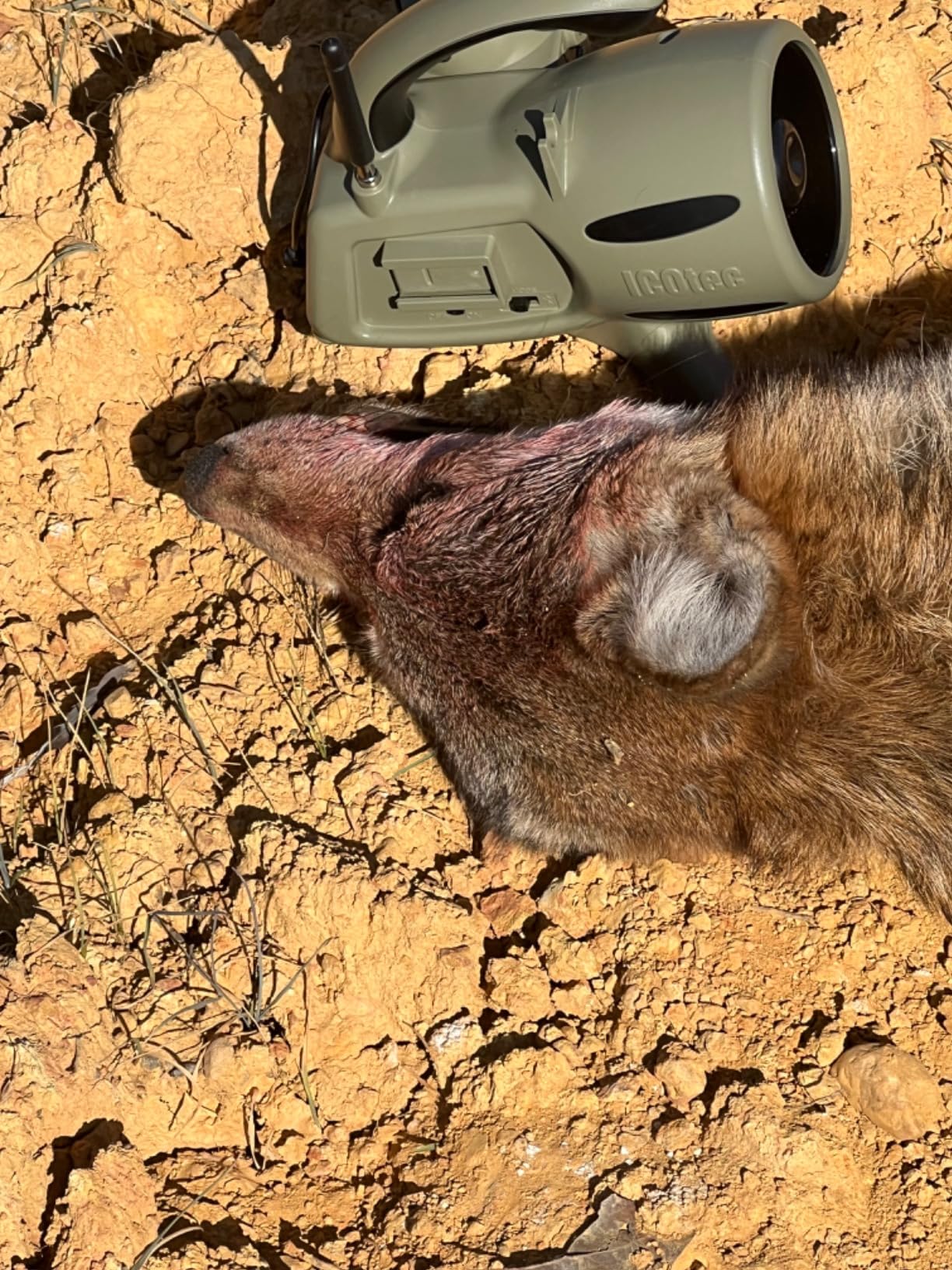ICOtec 320+ Predator Call/Decoy Combo - 300 Yard Remote Range for Coyote, Fox, Raccoon Hunting customer photo 1