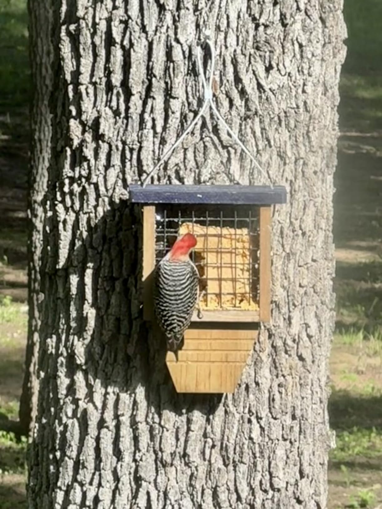 Gbekery Wooden Suet Bird Feeder for Outside Hanging, Woodpecker Suet Feeder with Tail Prop, Hanging Bird Feeder for Wild Birds, 1 Pack, Blue customer photo 1