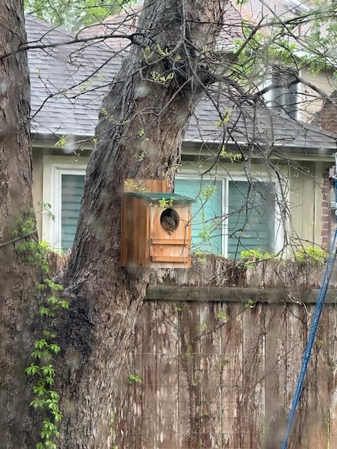 Barred Owl House, 9 x 14.5 Inch Large Owl Bird Box Handmade, Brown | Wooden Circular Opening for Outside with Mounting Screws and A Bag of Wood Shavings, Easy Assembly Required, Easy to Clean customer photo 1
