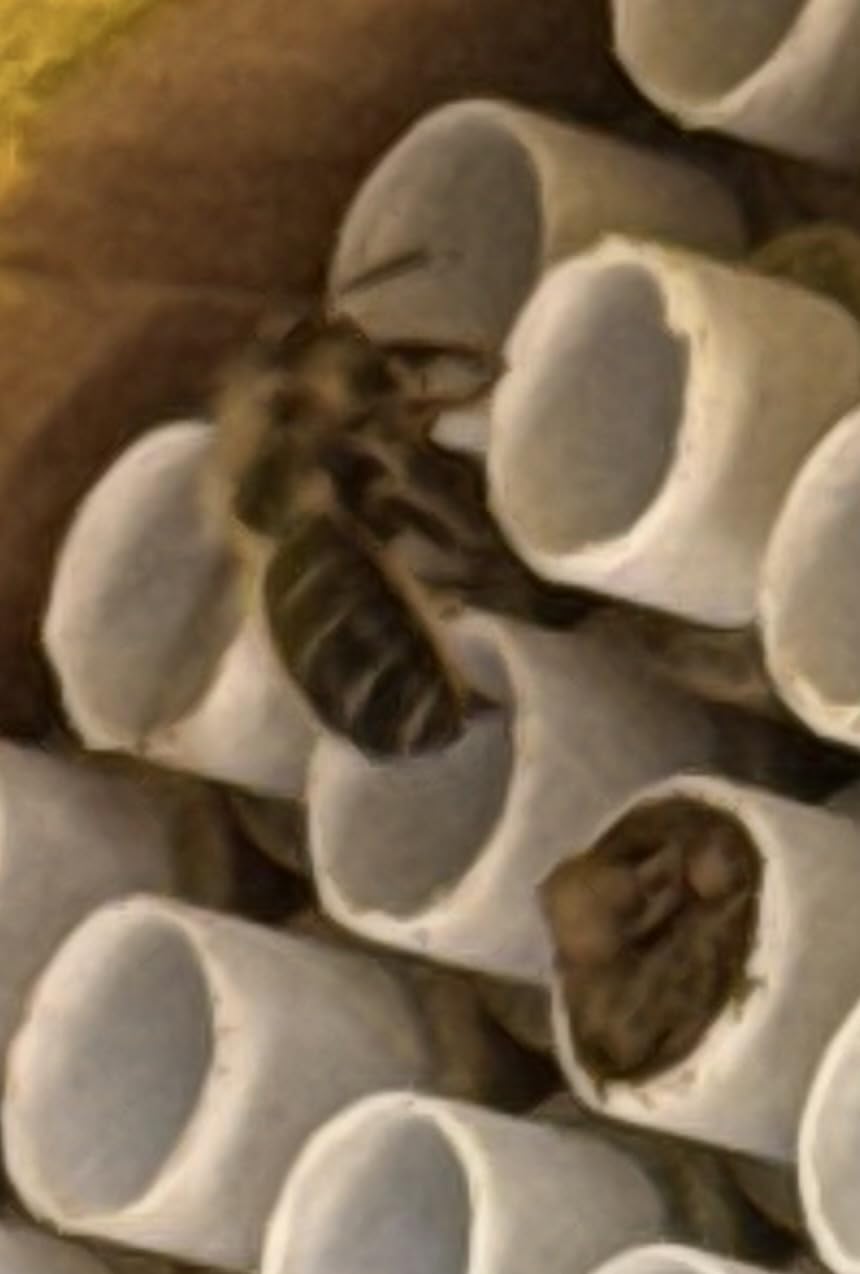 Rivajam Beekeeper Pro Mach II Mason Bee House - Strong + Waterproof Bee Hotel & Insect Habitat - Replaceable Mason Bee Tubes Filled Bee Houses for the Garden - Pollinator House Gardening Gifts customer photo 1