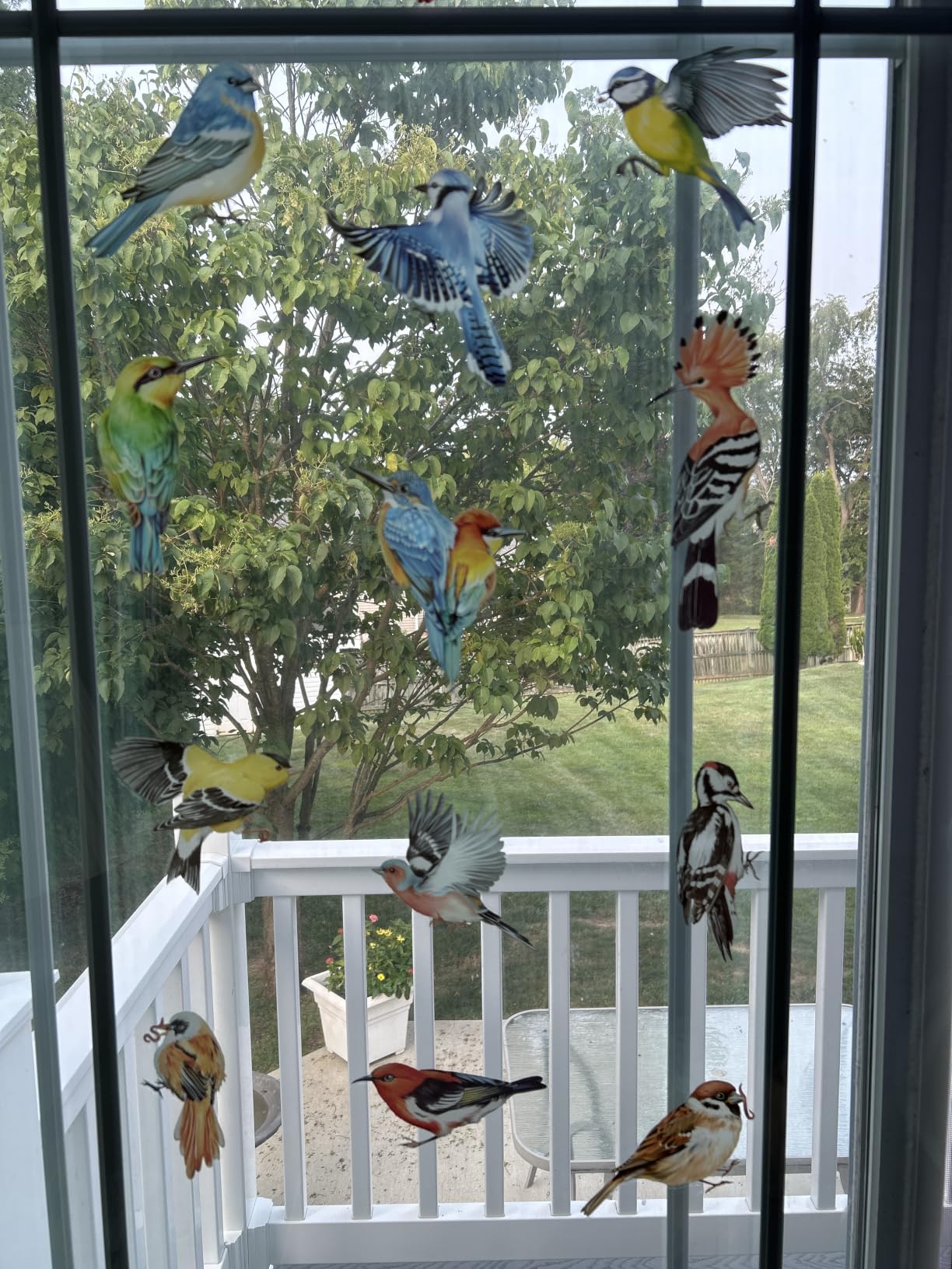 decalmile Window Clings Birds Hummingbird Parrot Reusable Windows Decals customer photo 1