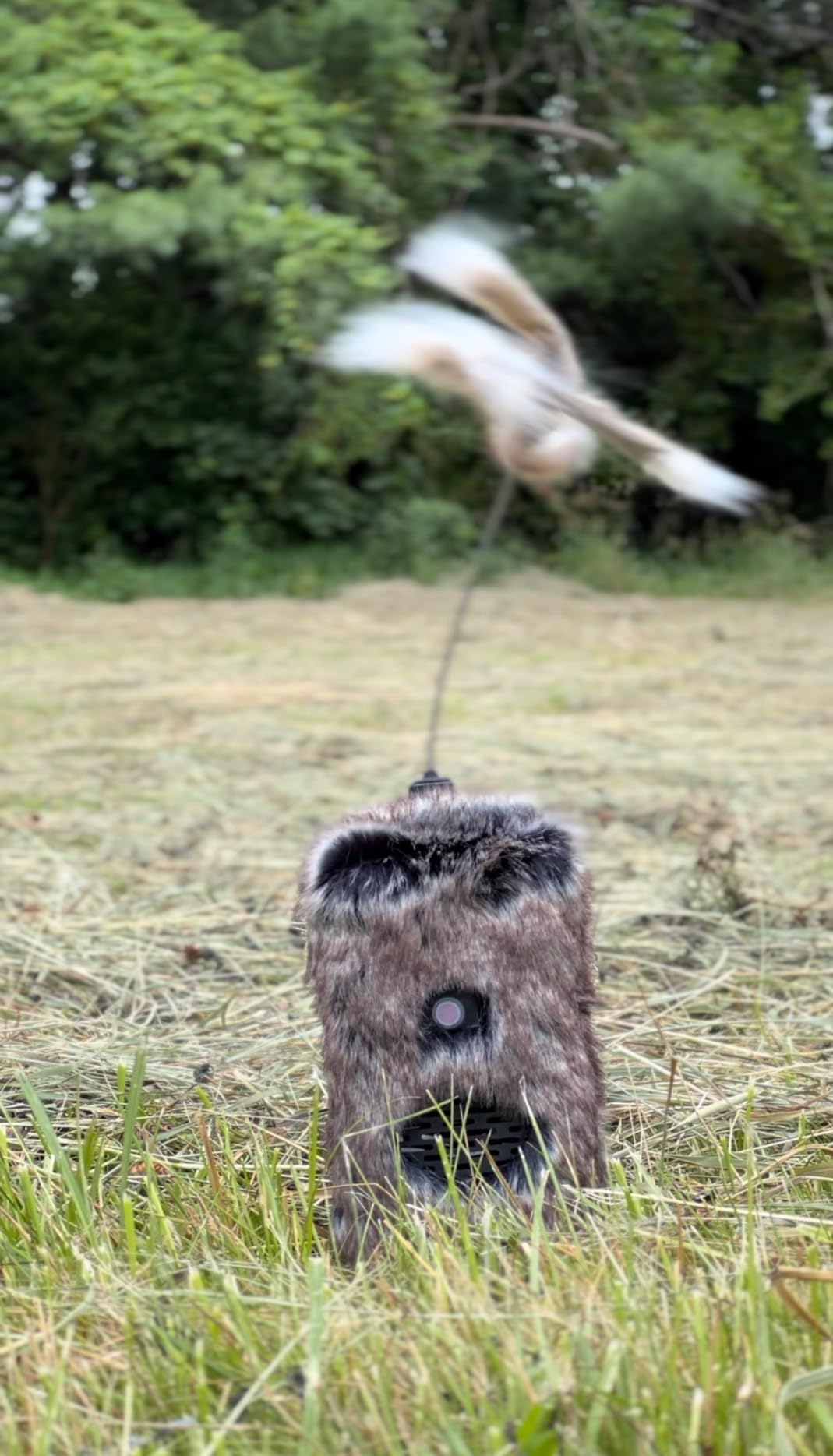 Icotec Furnado Predator Game Caller Decoy Combo - Designed for Coyote, Fox, Bobcat, Raccoon Hunting - 15 Sounds Included, 150 Yard Remote Range customer photo 1