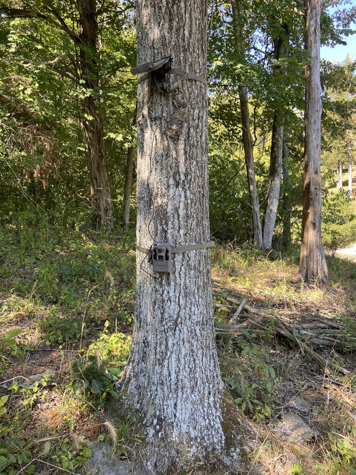 TACTACAM Reveal X Gen 3.0 Cellular Trail Camera - Multi Carrier, HD Photos & Videos, Pre-Installed Antenna, Built-in GPS, Best Battery Life, Low-Glow IR Flash, Fast Trigger Speed + Reveal Solar Panel customer photo 2