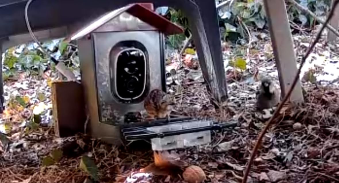 Smart Bird Feeder with Camera Outdoor: Solar Birdfeeder Cam for Outside Garden - 2K HD Live Video Camera AI Recognition Visible Window Auto Capture - Bird Lover Gifts customer photo 2