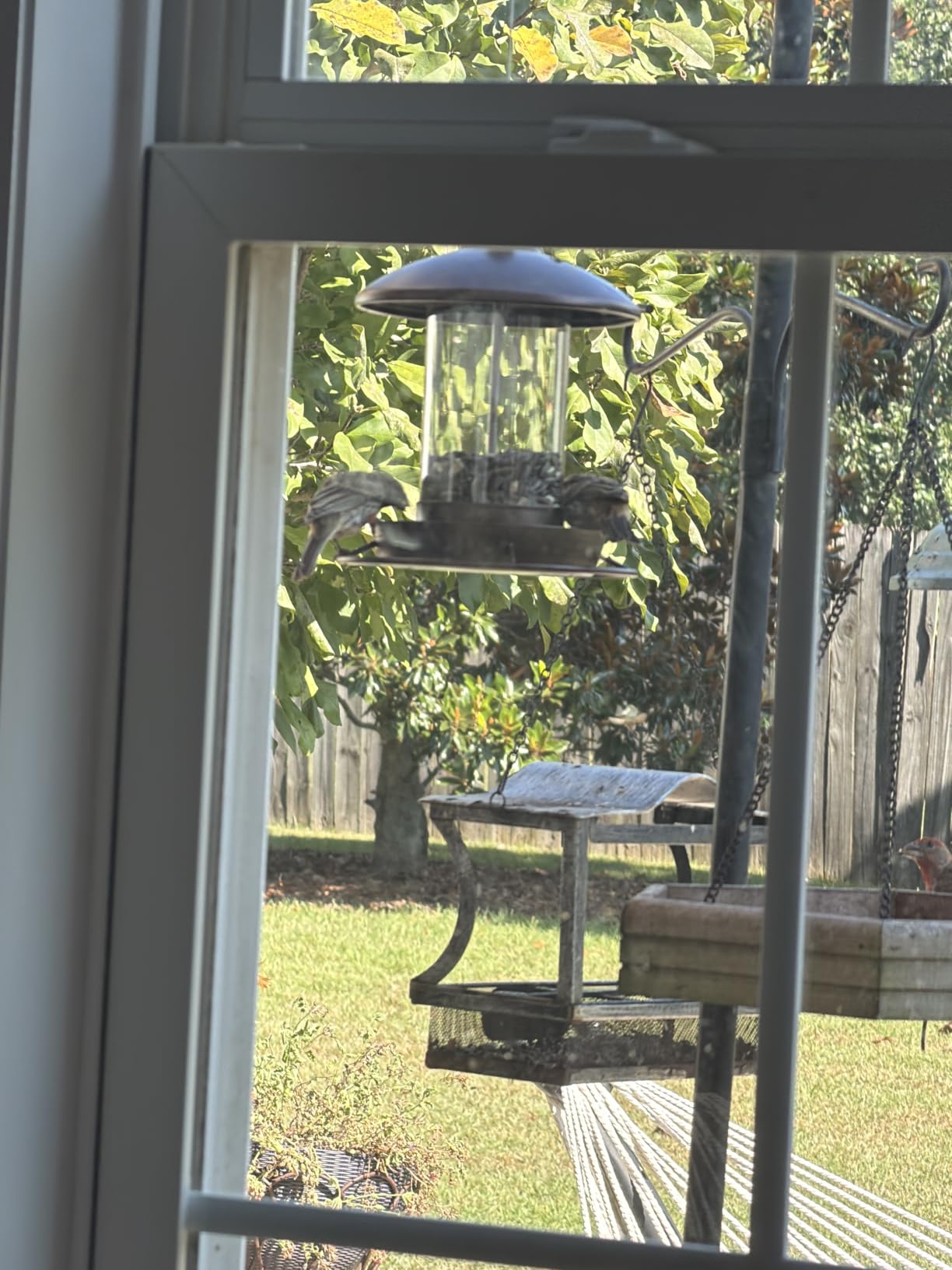 Youvip Metal Roof Bird Feeder - Chew Proof for Outdoor Hanging Wild Bird Seeds. Bronze customer photo 1