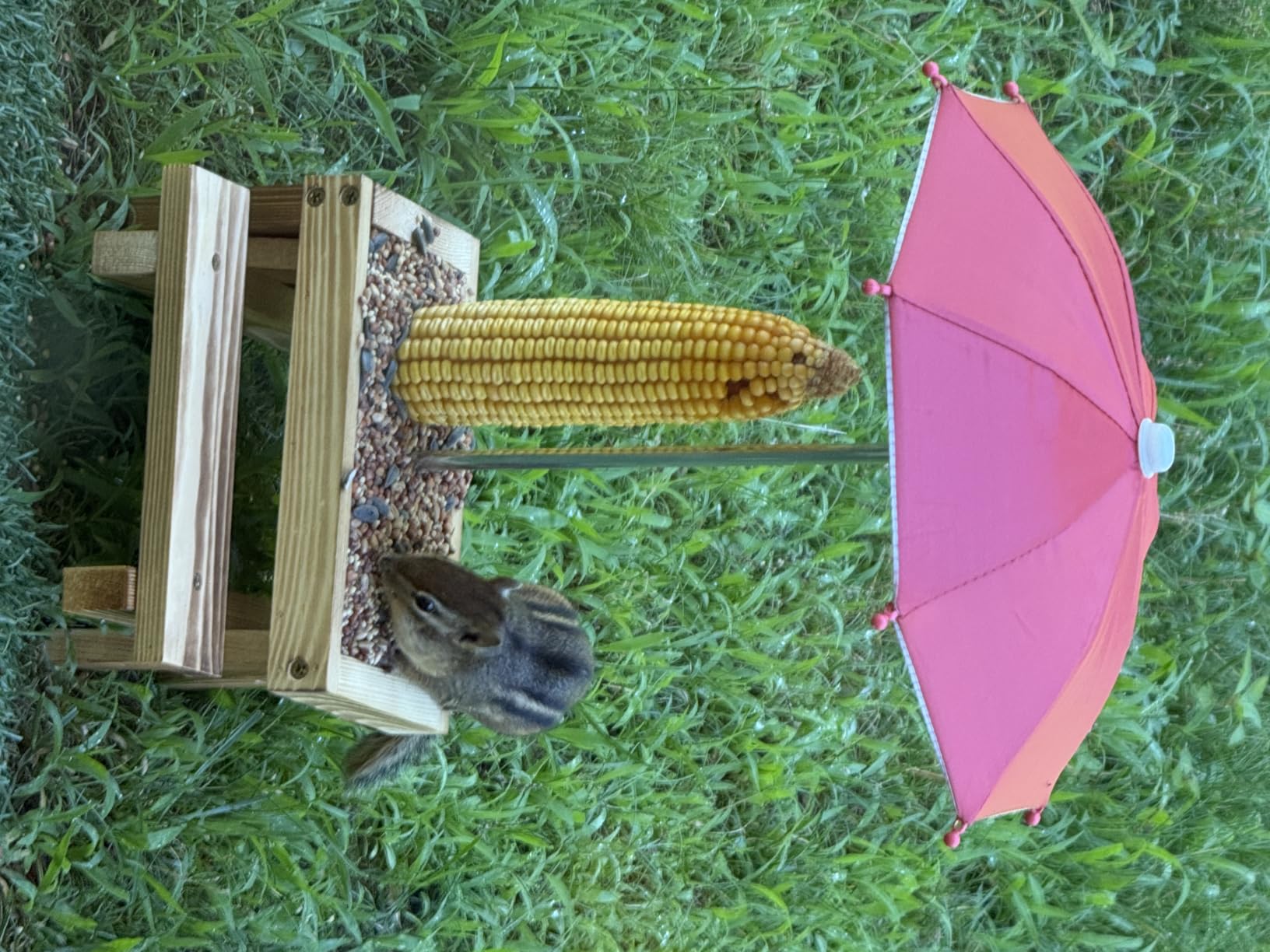 Gnodary Squirrel Feeder with Umbrella, Squirrel Feeders for Outside, Squirrel Picnic Table Feeder - Chipmunk Feeder Hold Corn, Corn Cob, Peanuts (Bright-Red) customer photo 1