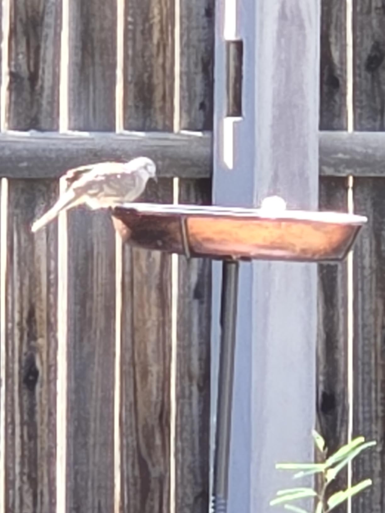 Gtongoko Metal Bird Bath for Outdoors, 34