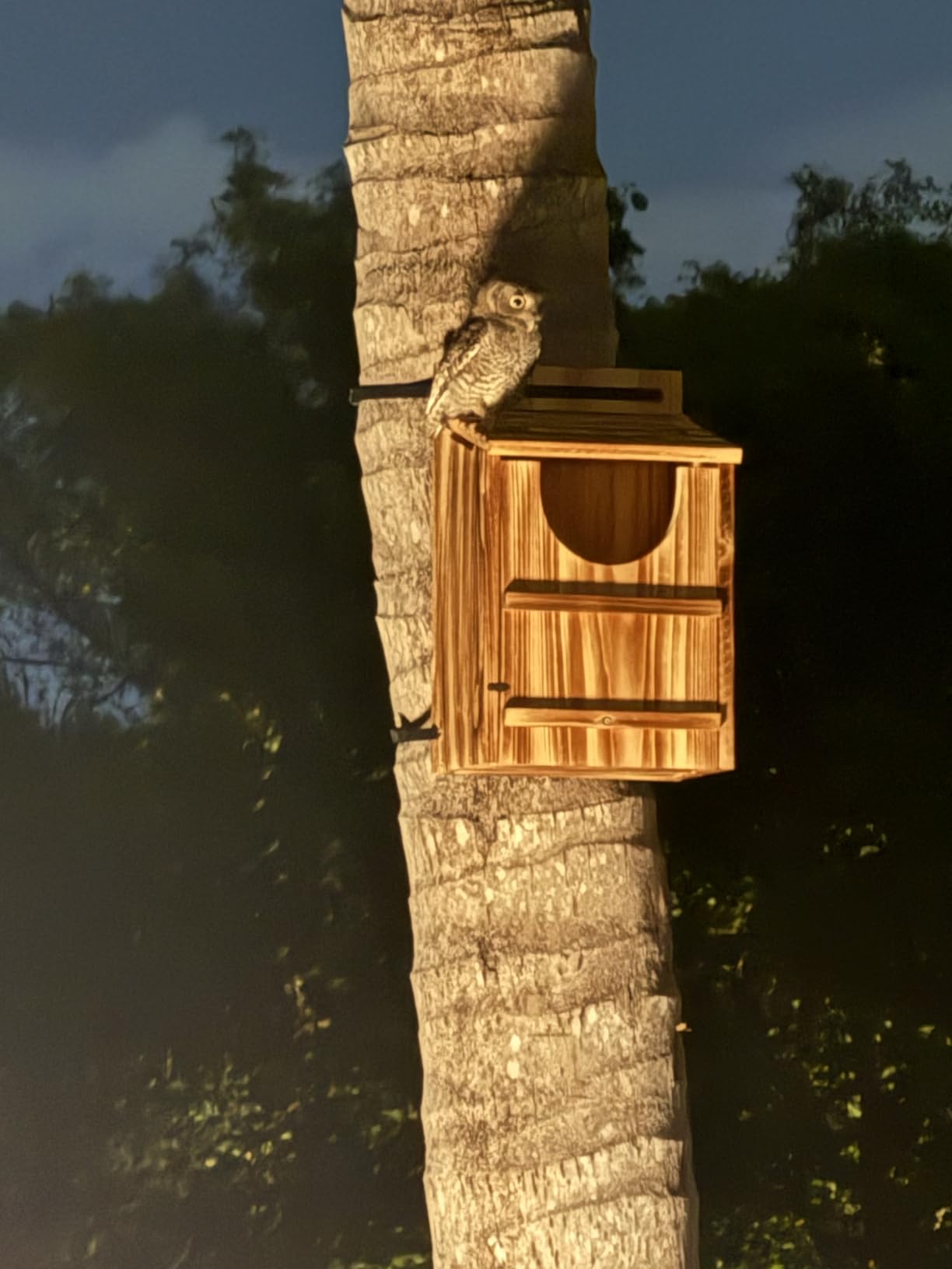 UUMENHA Durable Carbonized Cedar Owl House - 14.5×9×7.5 Inch Weather-Resistant Outdoor Owl Nesting Box with Natural Shavings, Quick Assembly, Bird Box Ideal for Wildlife Lovers customer photo 1