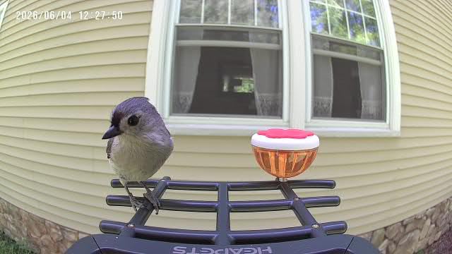 Smart Bird Feeder with Camera Solar Powered, 2K HD Video, AI Bird Species Identification, Instant Arrival Alerts, Weatherproof Design for Effortless Birdwatching, Best Gift for Bird Lovers, Red customer photo 1