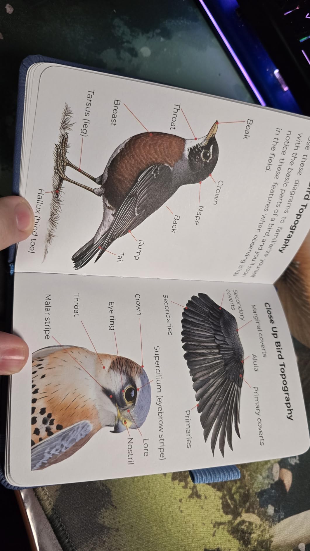 Clever Fox Birder's Journal Pocket - Bird Watcher Log Book & Nature Journal for Adults - Best Birding Lover Gifts for Men & Women - Birders Watching Notebook - Birdwatching Accessories (Forest Green) customer photo 1