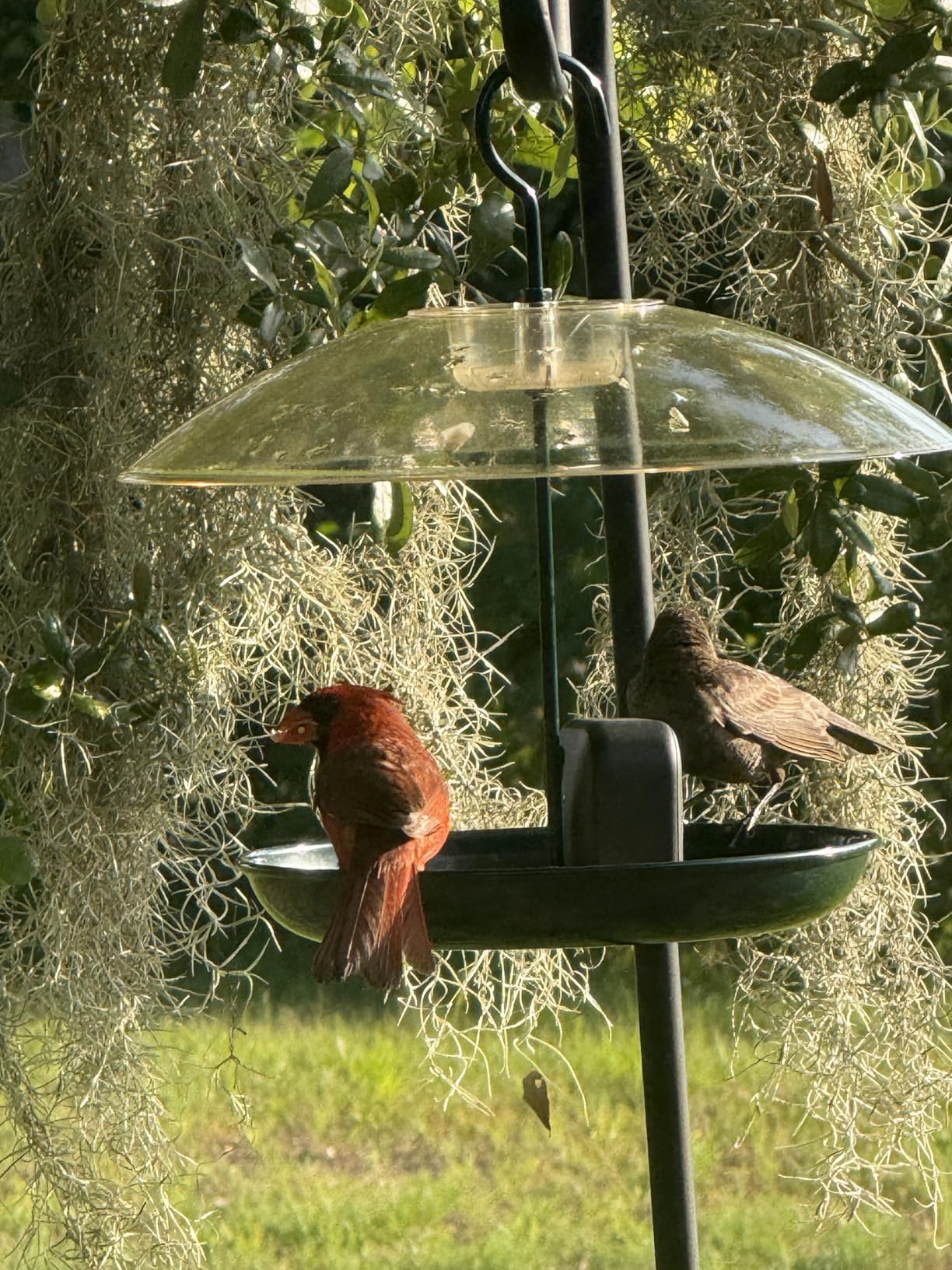 Gtongoko Platform Bird Feeder for Outdoors Hanging with 12