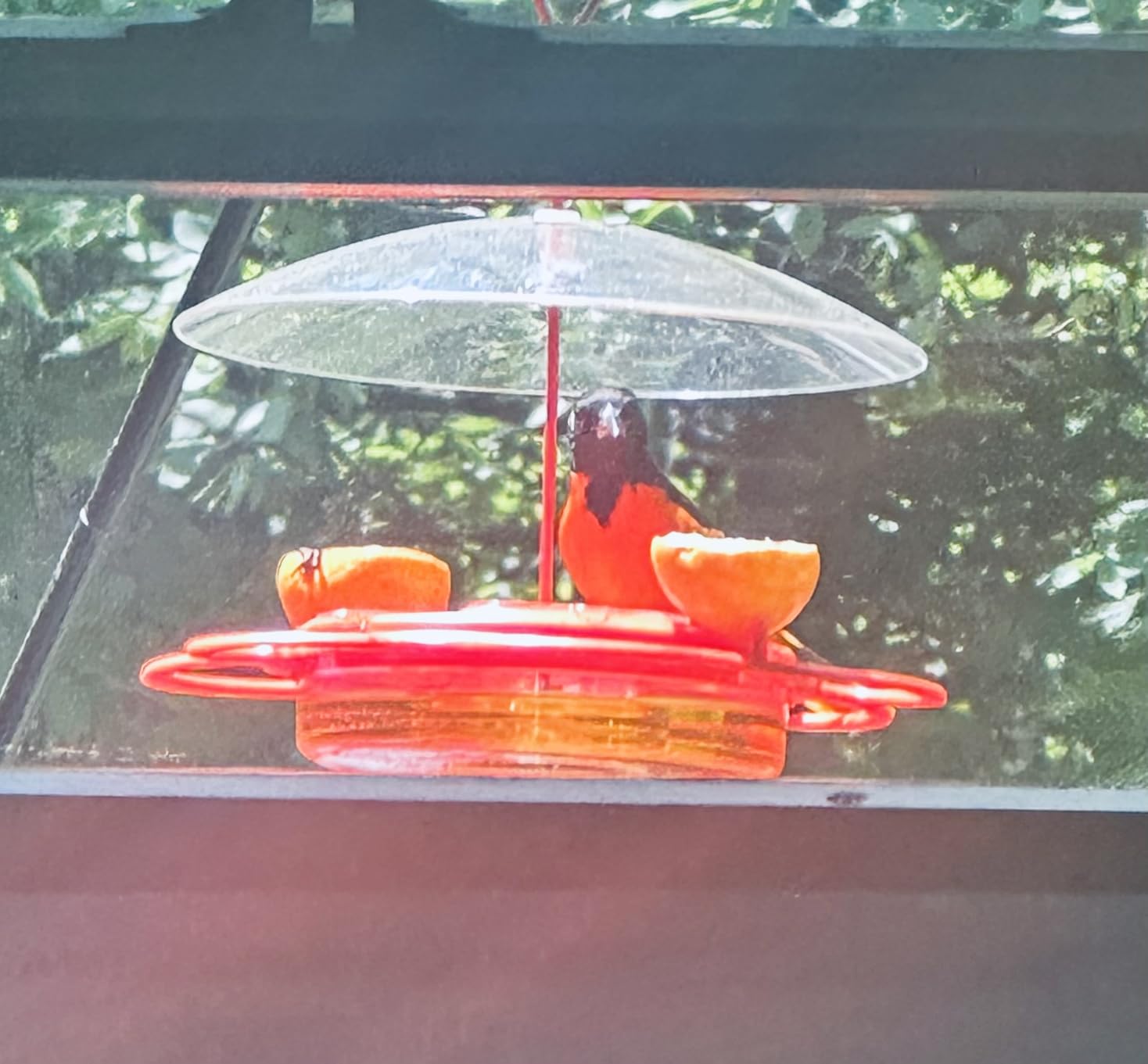 Nature's Way Multi-Station Oriole Feeding Center with Ant Moat & Weather Baffle, Metal & Plastic Wild Bird Feeder, 12 oz Nectar Capacity, Orange customer photo 1
