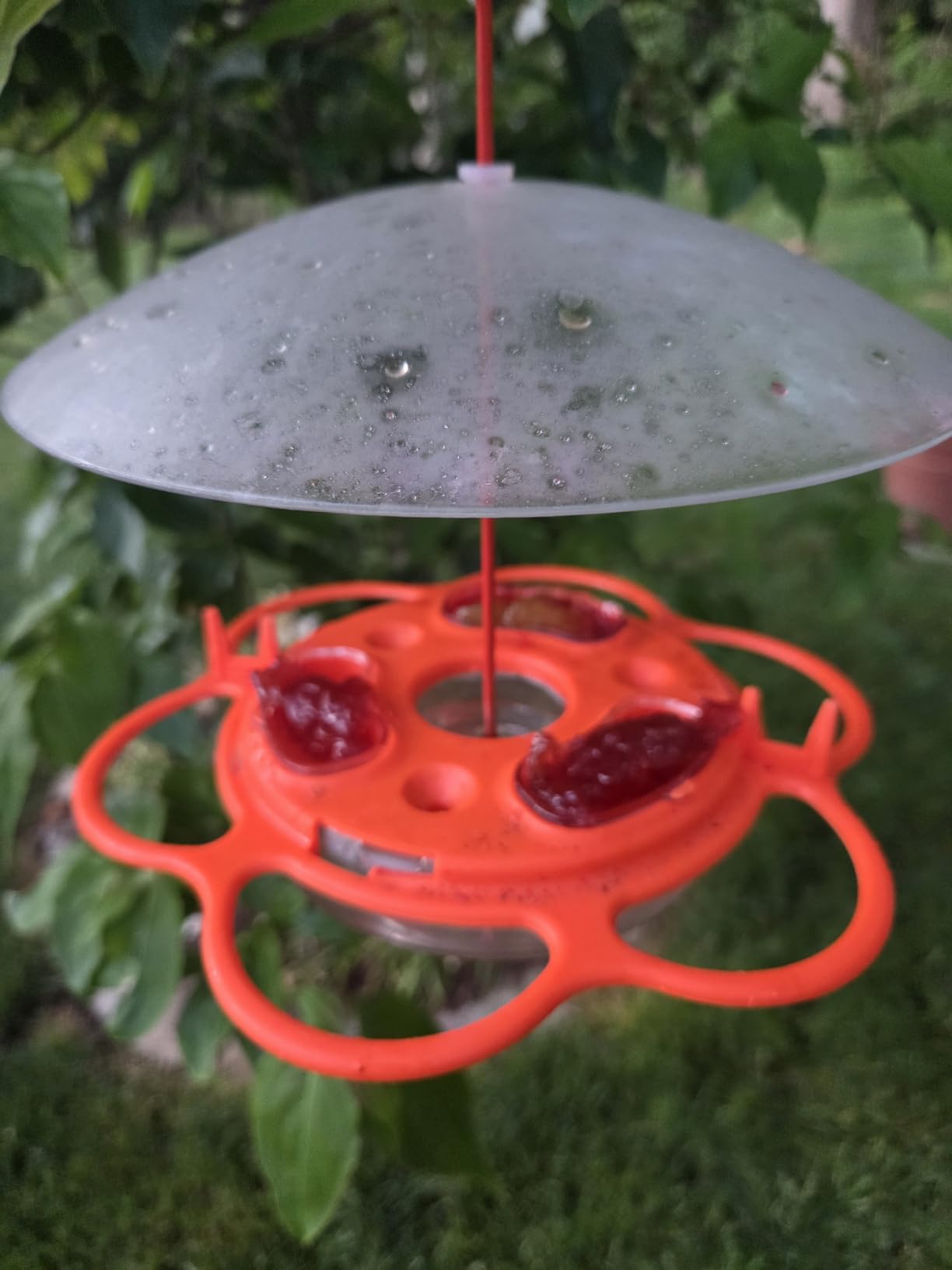 Nature's Way Multi-Station Oriole Feeding Center with Ant Moat & Weather Baffle, Metal & Plastic Wild Bird Feeder, 12 oz Nectar Capacity, Orange customer photo 2