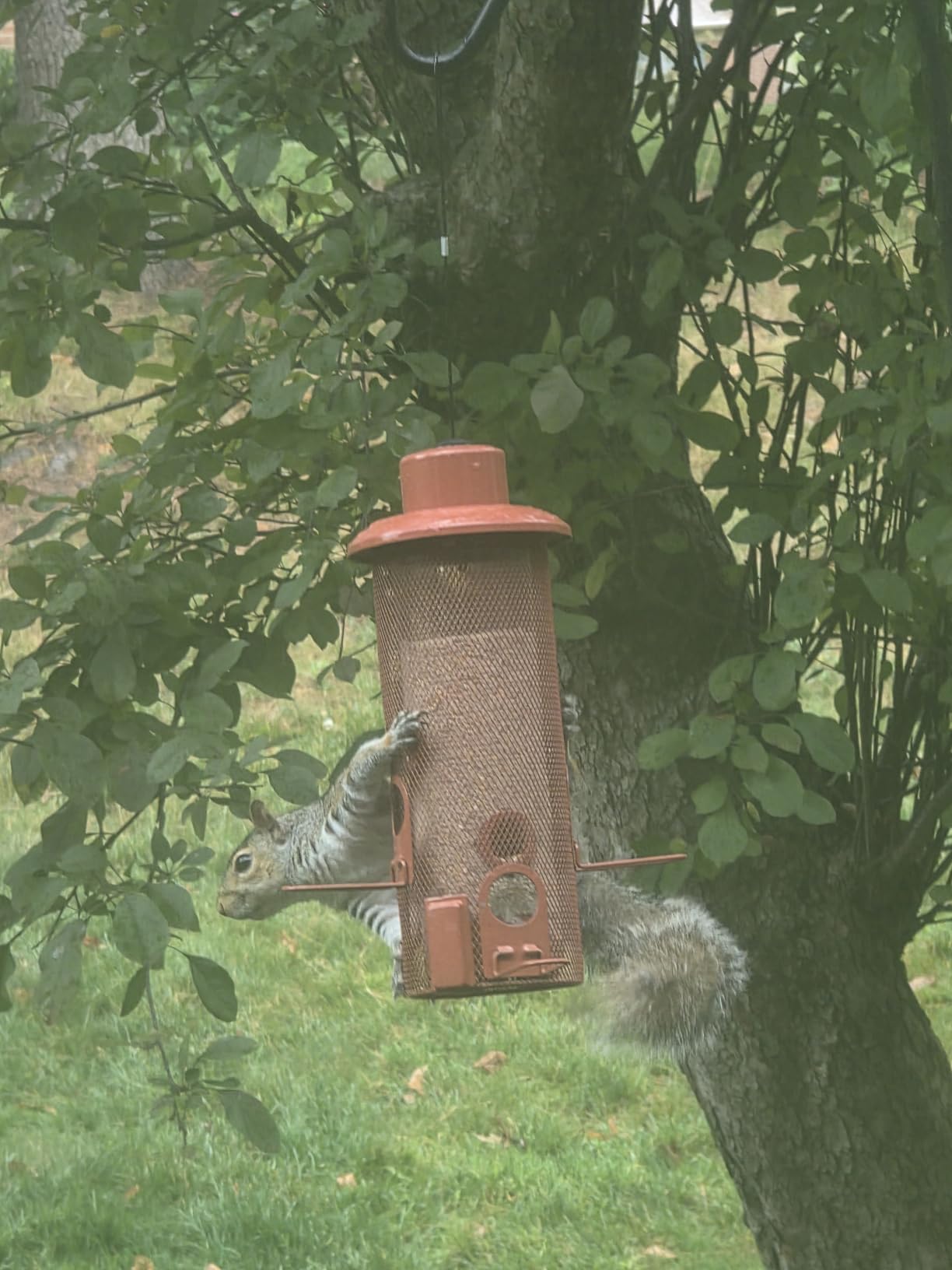 Squirrel Baffle for Bird Feeder Pole, Installation Without Removing the Pole, Wrap Around Poles Protect Bird Feeder, Suitable for Shepherd Hooks customer photo 2