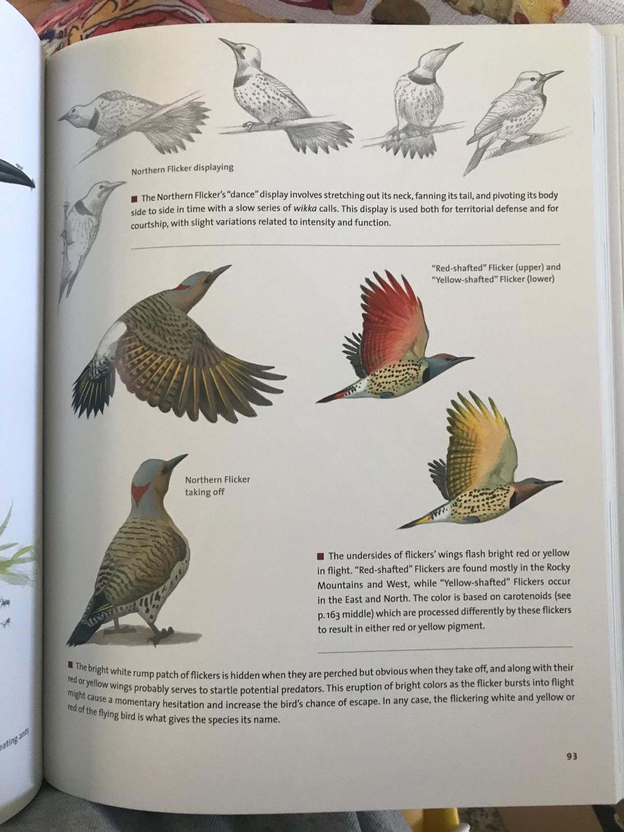 What It's Like to Be a Bird: From Flying to Nesting, Eating to Singing--What Birds Are Doing, and Why (Sibley Guides) customer photo 2