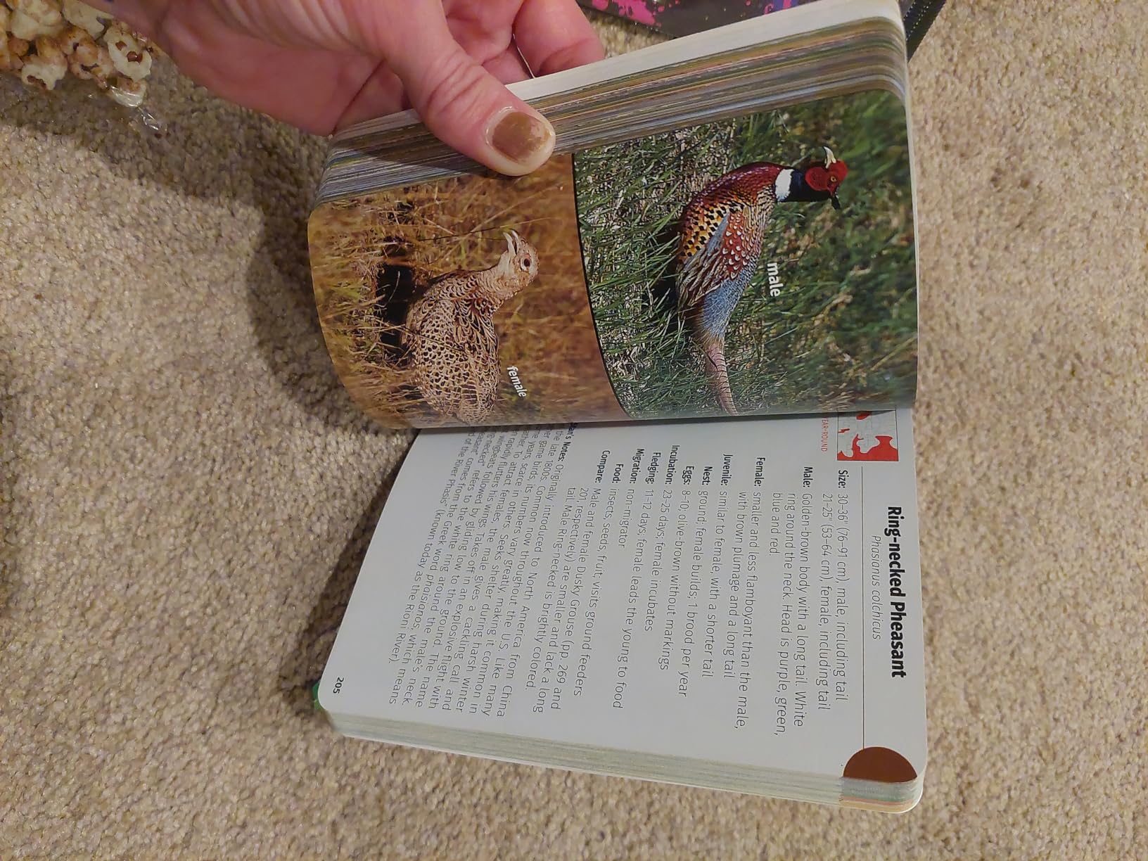 Birds of Colorado Field Guide (Bird Identification Guides) customer photo 2