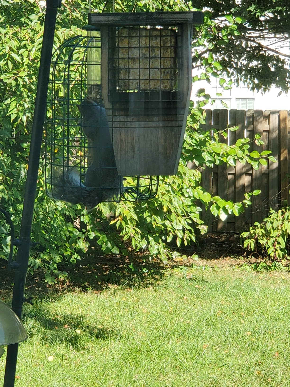 Audubon Squirrel Proof Caged Tube Feeder customer photo 1