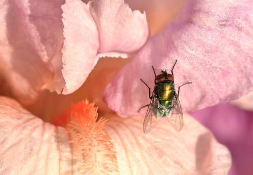 Nikon AF-S VR Micro-NIKKOR 105mm f/2.8G IF-ED Lens customer photo 2