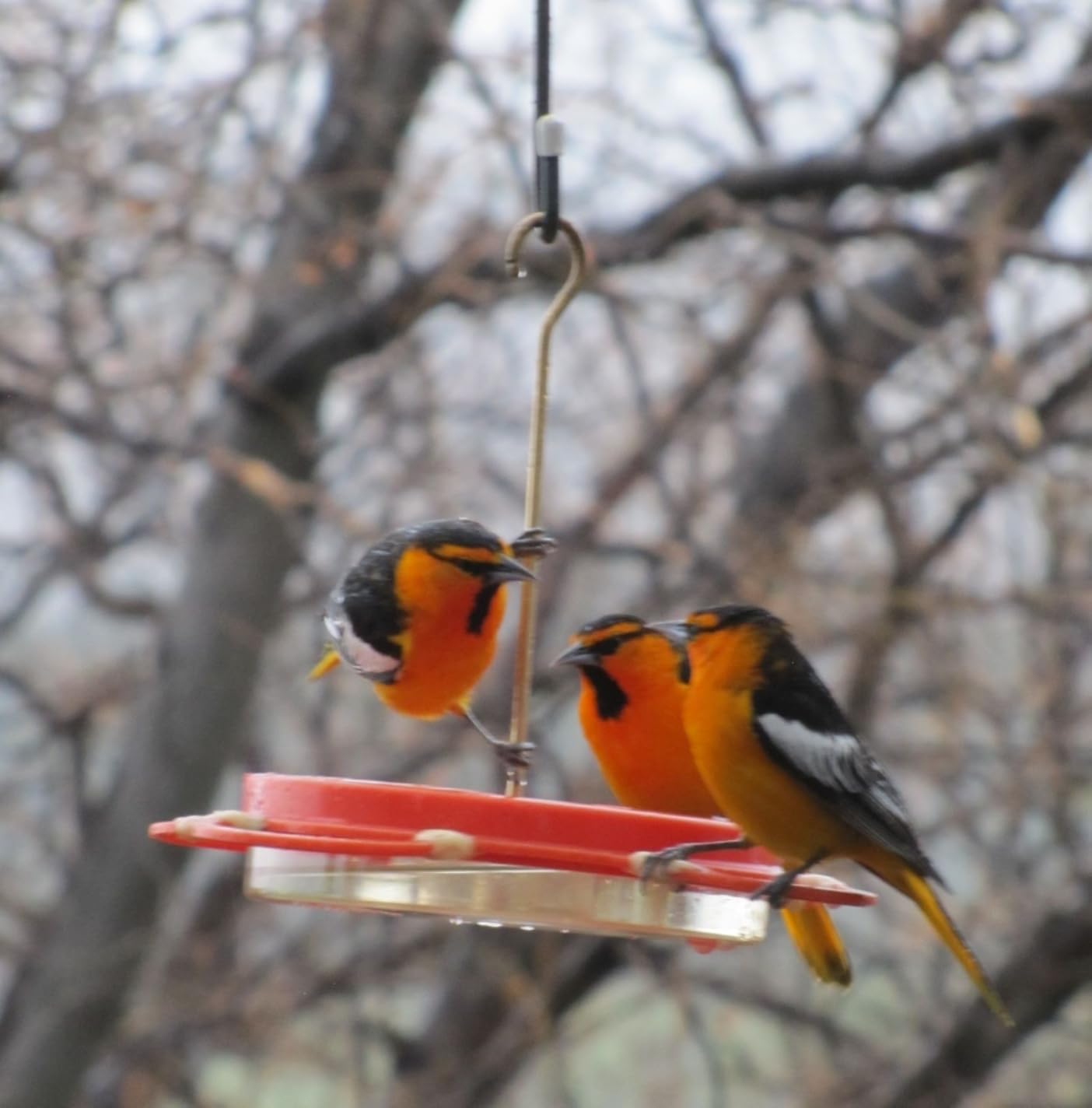 Birds Choice Oriolefest Oriole Feeder for Jelly, Oranges & Nectar | Orange | 4 Feeding Ports and Trays with Ant Moat and Bee Guards, 12oz Capacity, Sturdy Design for Backyards customer photo 1
