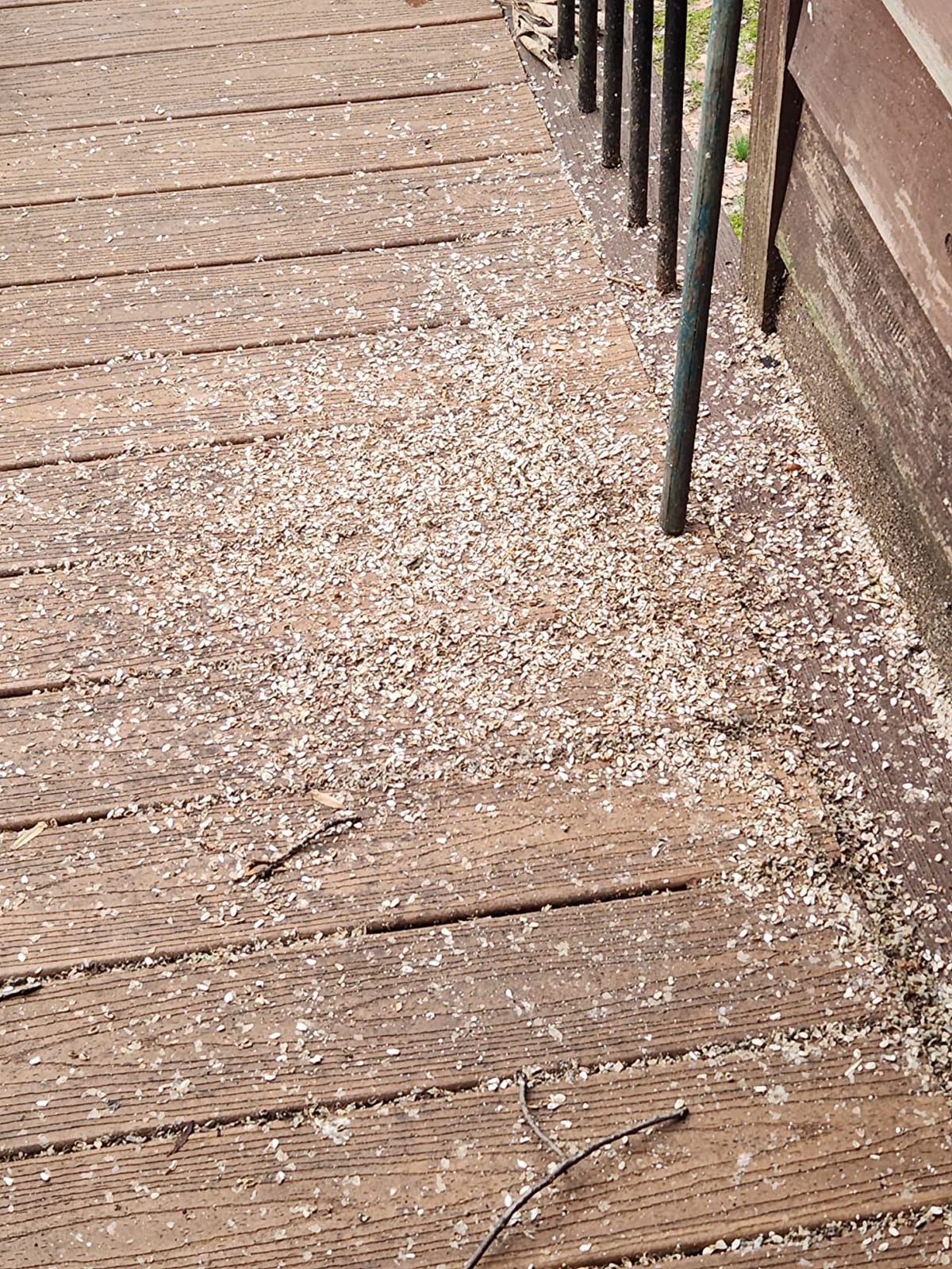 Wild Delight Deck, Porch N' Patio No Waste Bird Food, 5 lb, (374050) customer photo 1