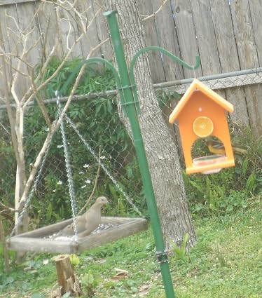 Songbird Essentials SERUBFJF Fruit and Jelly Oriole Feeder (Set of 1) customer photo 1