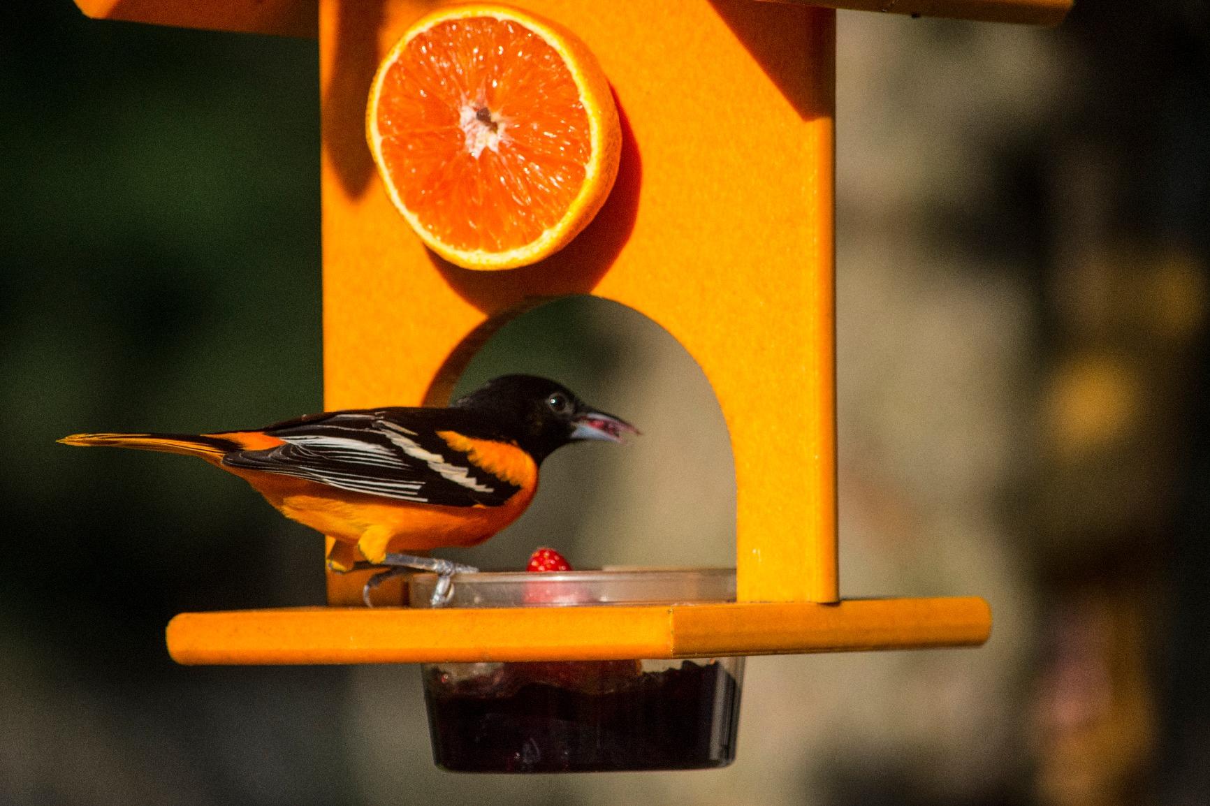 Songbird Essentials SERUBFJF Fruit and Jelly Oriole Feeder (Set of 1) customer photo 2
