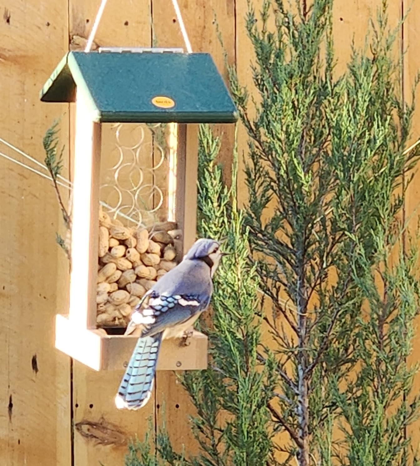 Birds Choice Whole Peanut Bird Feeder for Blue Jays and Woodpeckers - Durable Recycled Material, Taupe w/ Green, 7