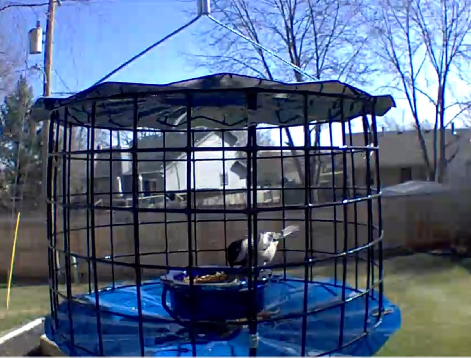 Erva Starling-Proof Barrier Guard Bluebird Feeder with Glass Mealworm Cup - Premium Blue Powdercoat Finish - Made in USA (BBF1) customer photo 2