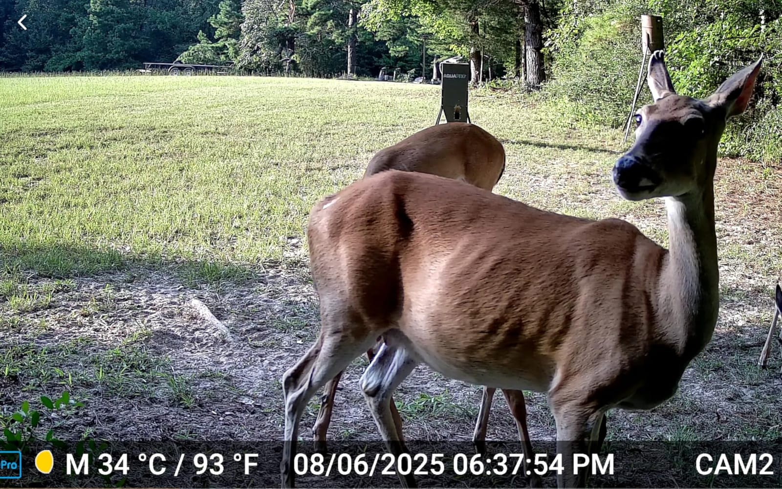 THE-Timer Wildlife Feeder Digital Timer customer photo 2