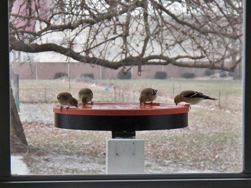 Farm Innovators 75W Heated Bird Bath for Outdoors, 14 Inch, Terracotta customer photo 1