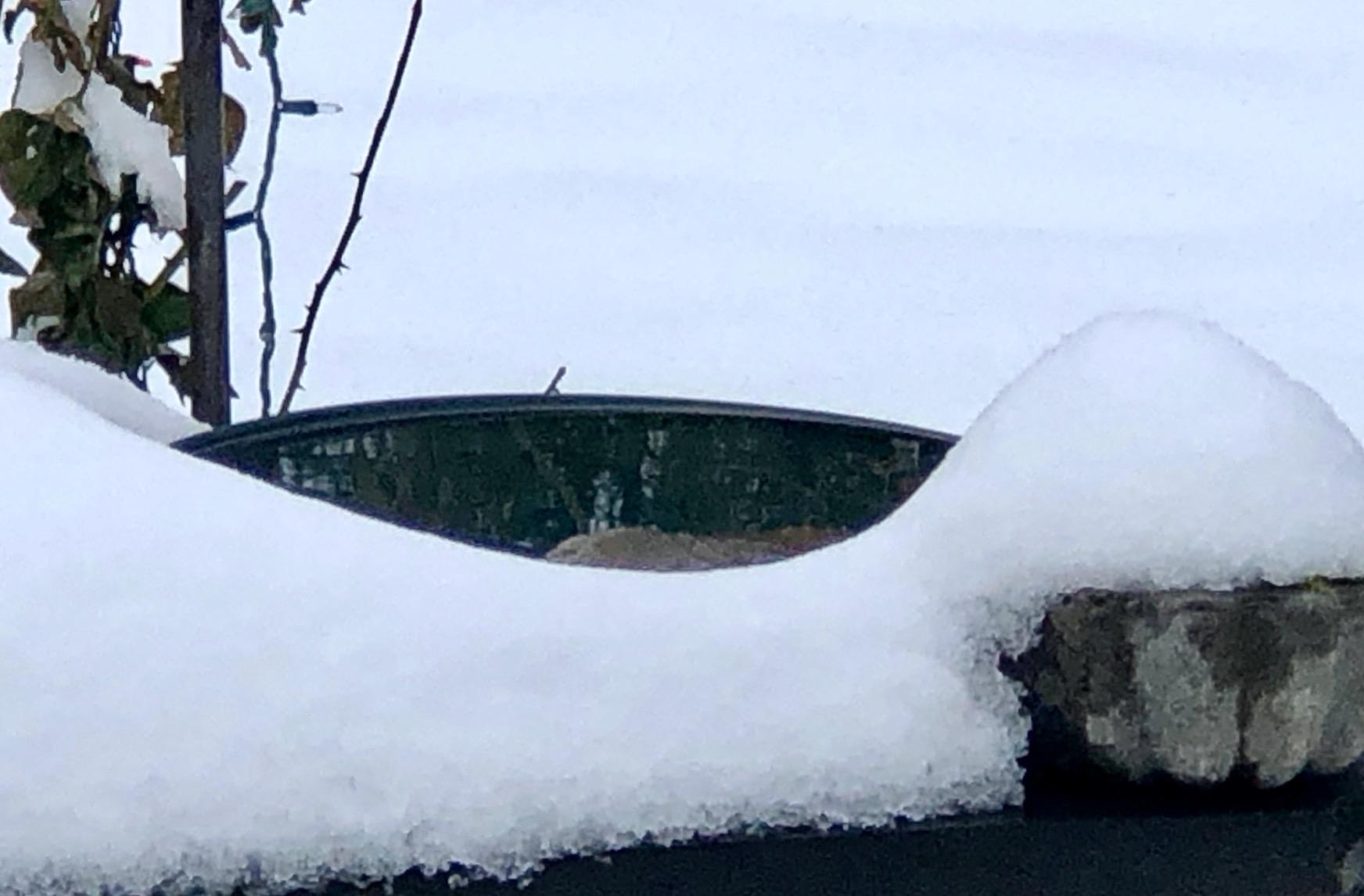 Farm Innovators 75W Heated Bird Bath for Outdoors, 14 Inch, Terracotta customer photo 2