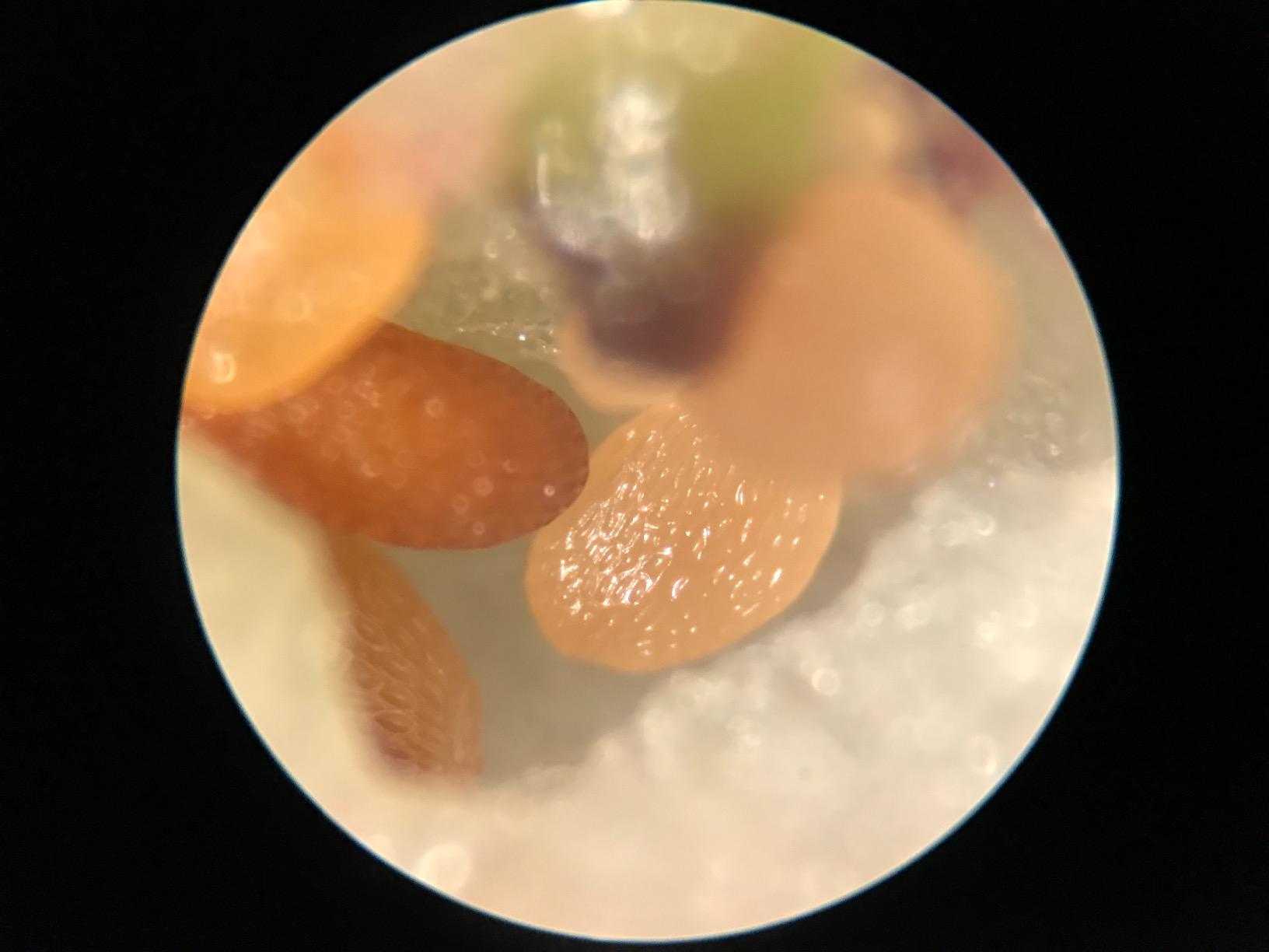 AmScope SE306R-P20 Forward-Mounted Binocular Stereo Microscope, WF20x, 40X & 80X Magnification customer photo 2