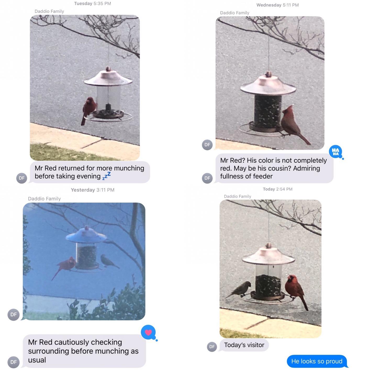 Perky-Pet 517282 Copper Panorama Bird Feeder 312C, 1 Tier customer photo 1