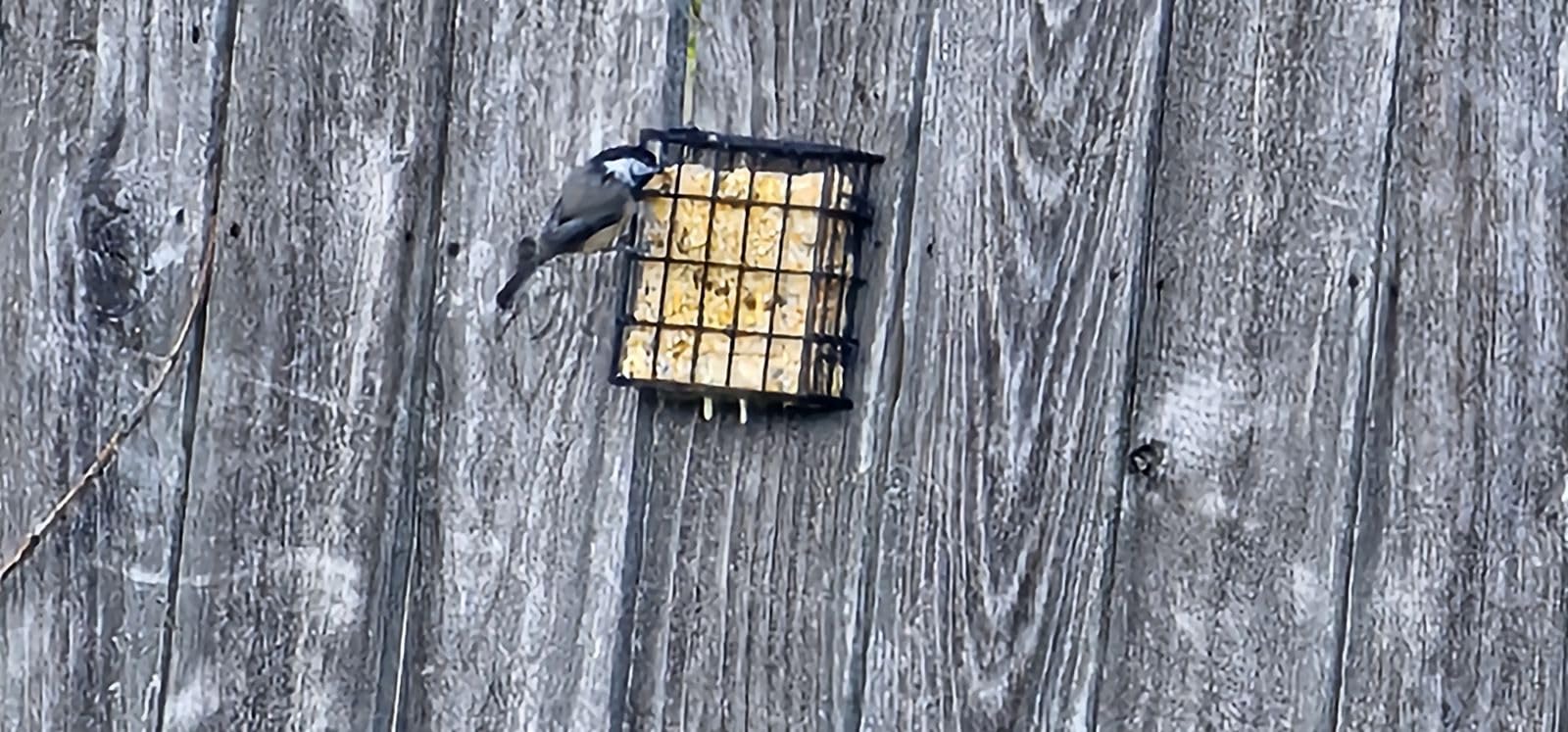 More Birds Suet Cage Bird Feeder, Fruit and Suet Feeder, Single Cake Capacity ,Black customer photo 2