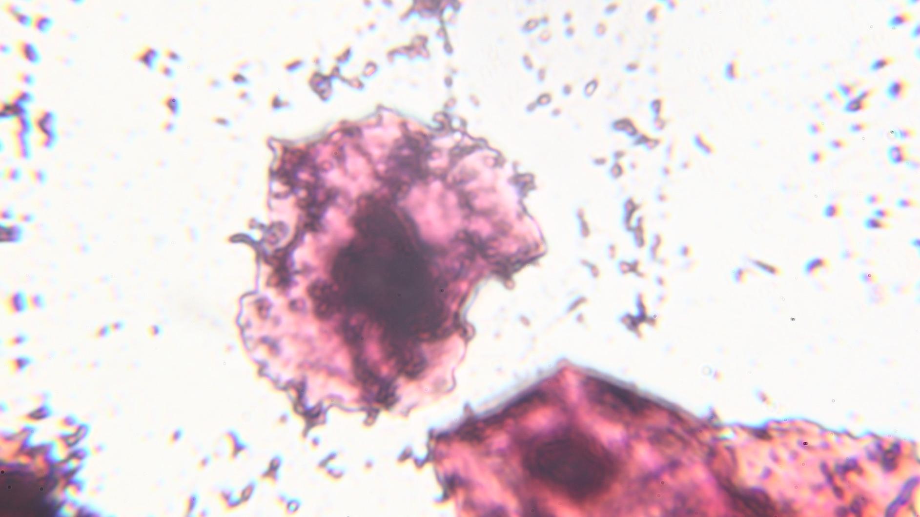 Gram Stain Kit, 7 Dropper Bottles - Crystal Violet, Safranin O 1.0%, Potassium Iodide 1.85%, 95% Denatured Ethyl Alcohol (4x25mL) - Includes Instructions - Innovating Science customer photo 2