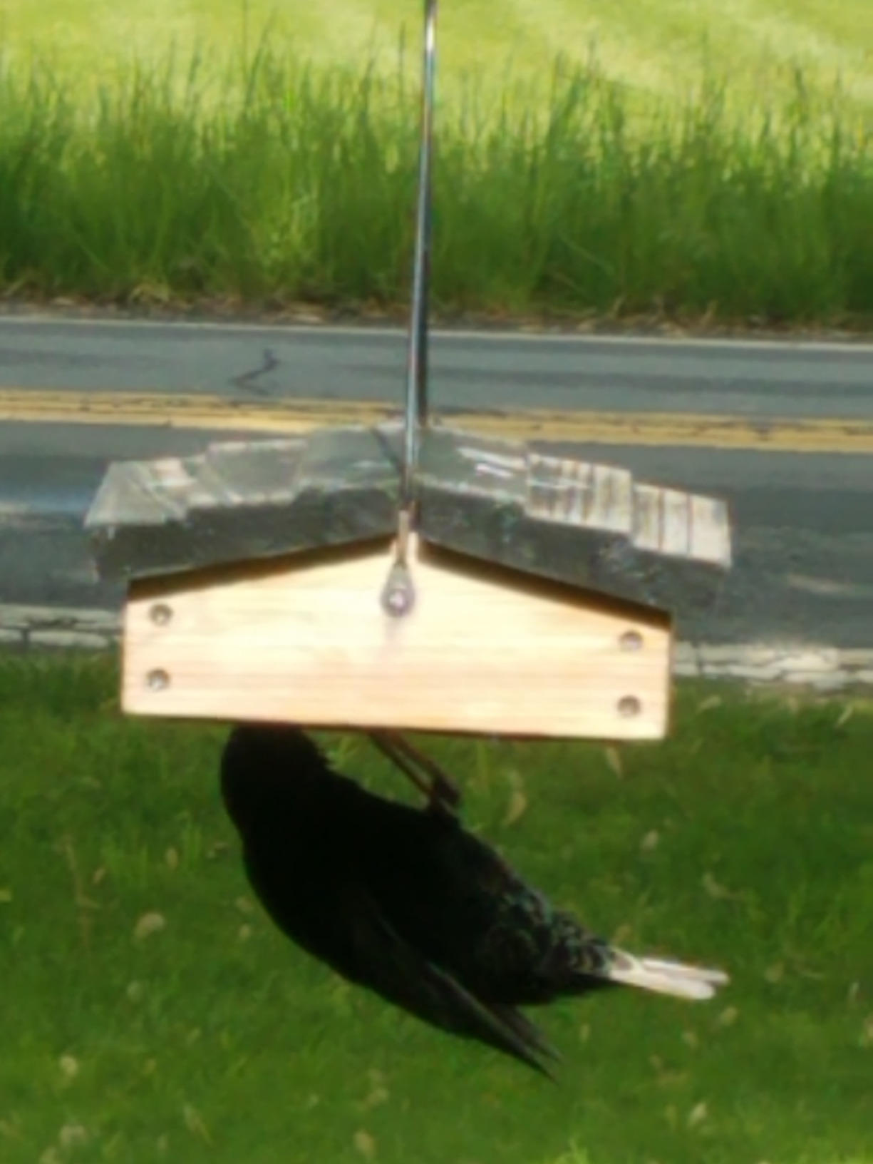 Nature's Way Bird Products CWF2 Cedar Suet Upside-Down Bird Feeder, Black customer photo 1
