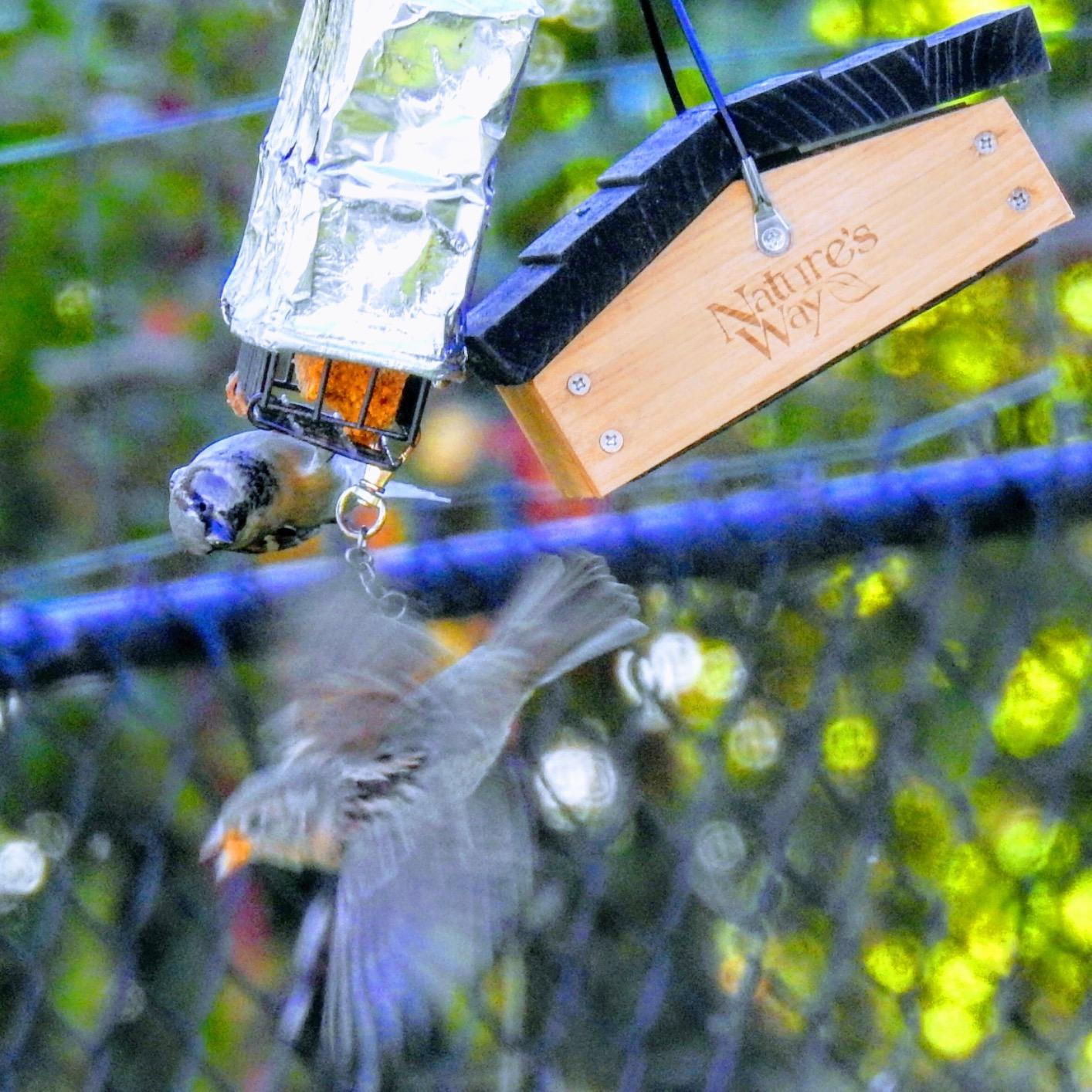 Nature's Way Bird Products CWF2 Cedar Suet Upside-Down Bird Feeder, Black customer photo 2