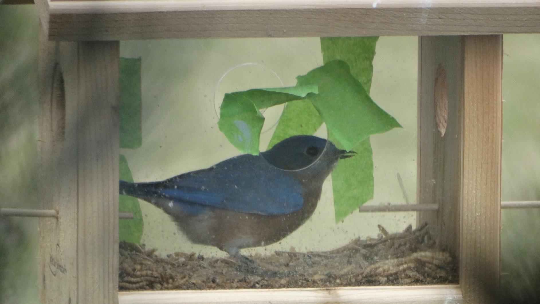 Kettle Moraine Cedar Hanging Bluebird Mealworm Feeder customer photo 2