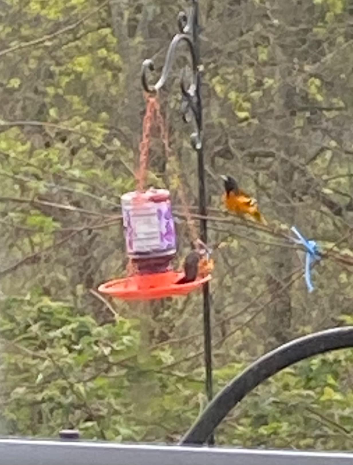 Perky-Pet Wild Oriole Jelly Bird Feeder, 32oz Capacity | Built-in Stirrer with Large Circular Feeding Tray, Wraparound Perch, Outdoor Garden Decor for Backyard Birding & Wildlife customer photo 2