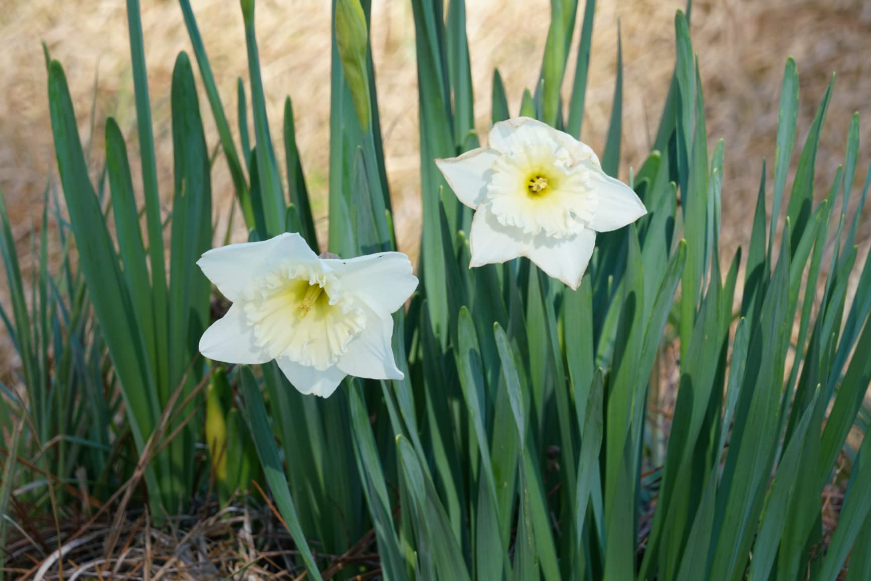 Sony FE 24-240mm f/3.5-6.3 OSS Full-Frame E-Mount Telephoto Zoom Lens customer photo 1